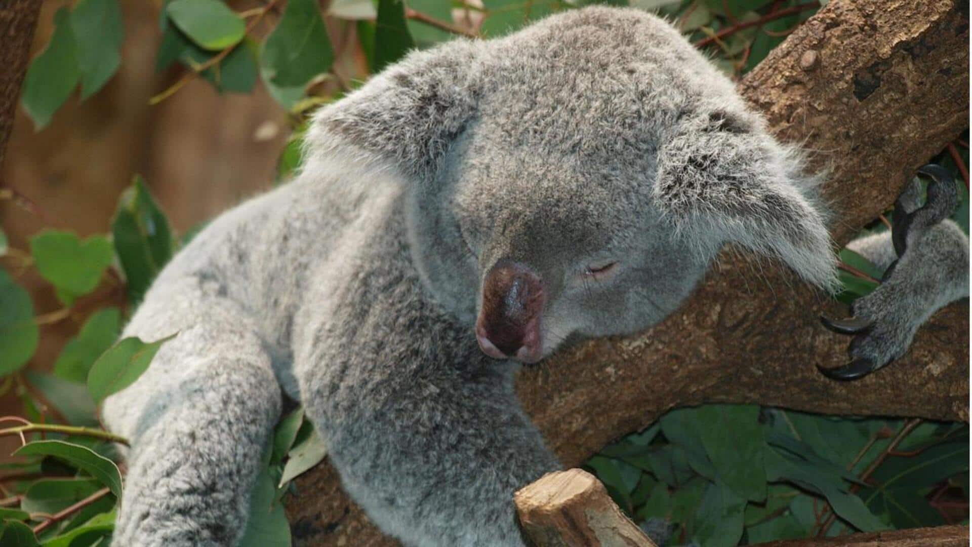 Mengungkap Kebiasaan Koala yang bisa Tidur Hingga 20 Jam Sehari