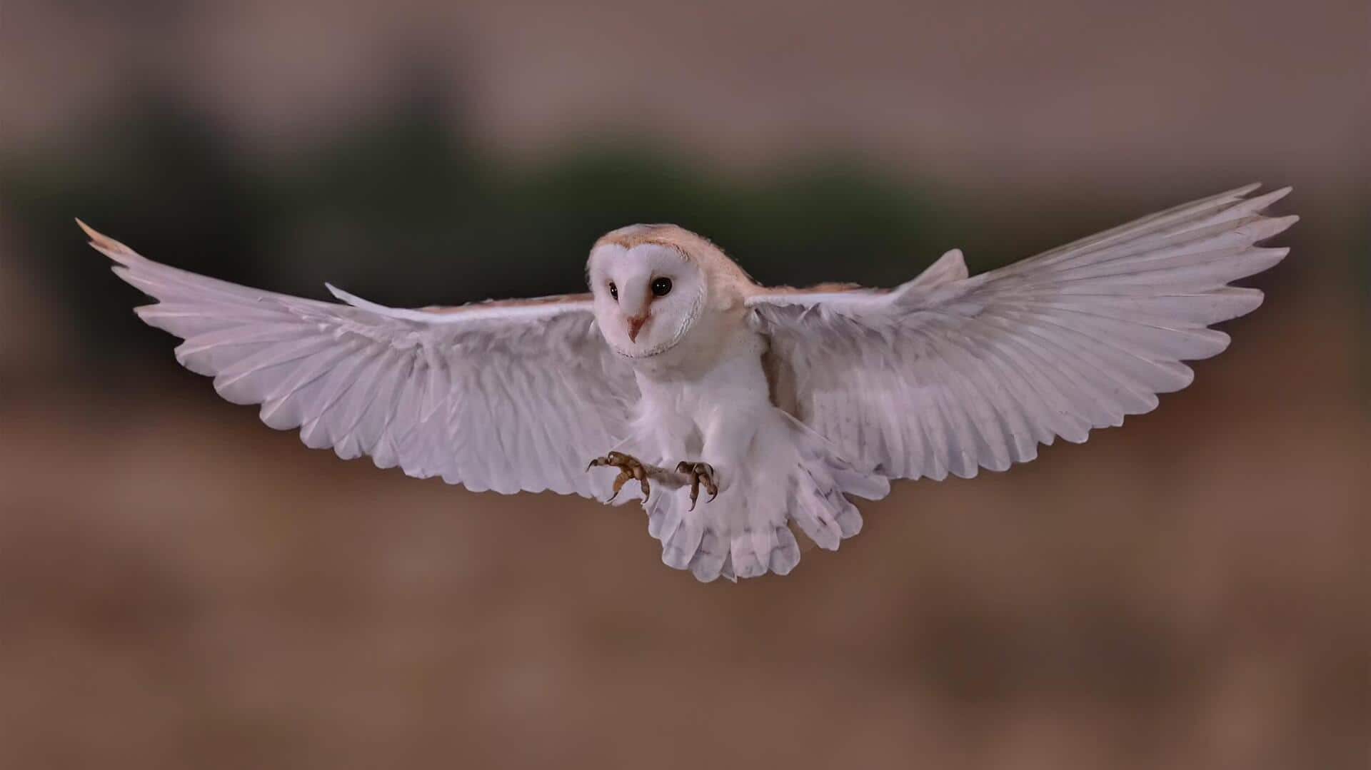 Memahami Keajaiban Alam dari Sayap Hening Burung Hantu