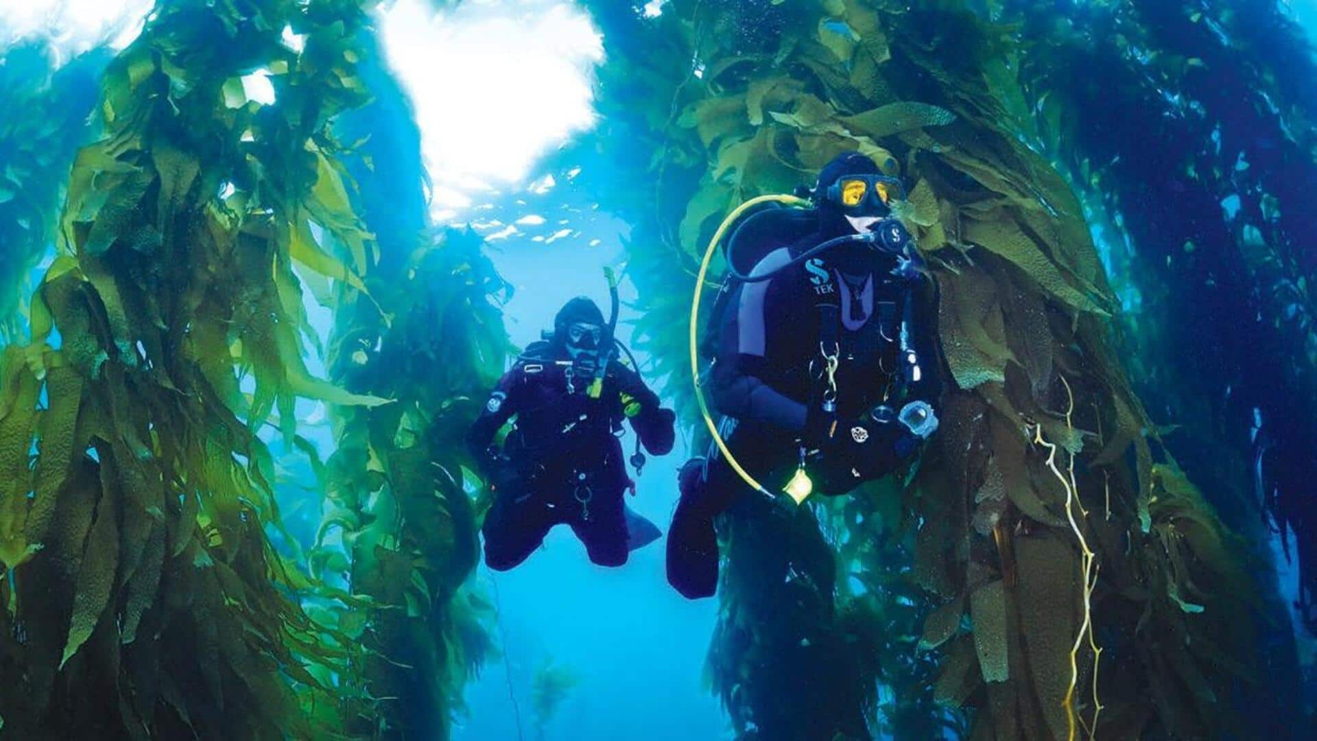 Menyelam Di Hutan Kelp Afrika Selatan