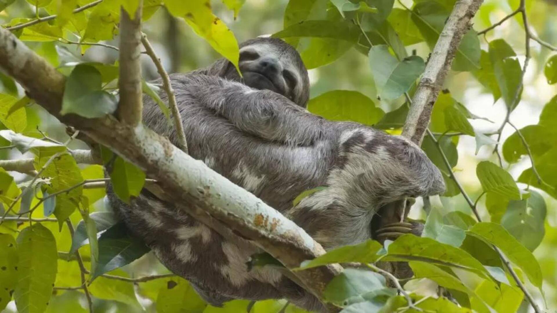 Mengungkap Strategi Bertahan Hidup dalam Gerakan Lambat Kukang