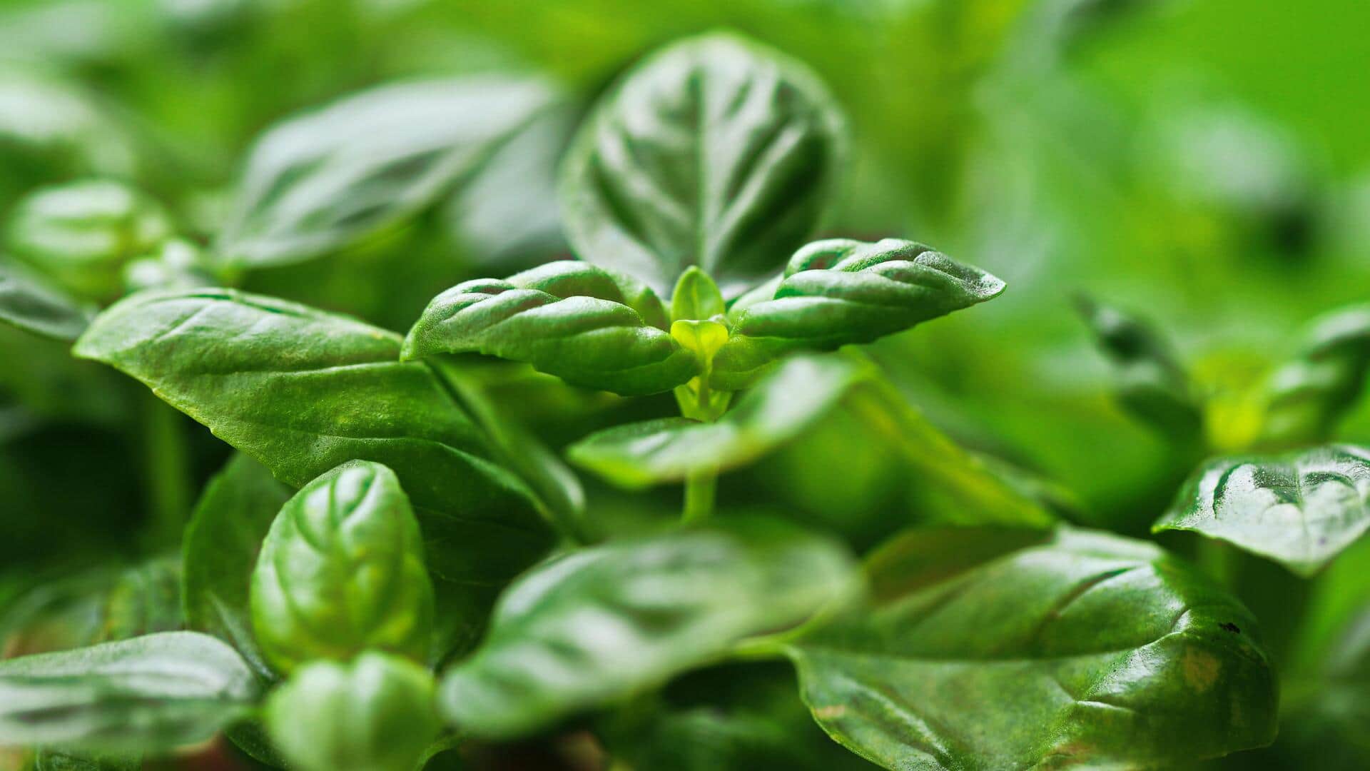 Manfaat Menanam Kemangi di Jendela Dapur Anda