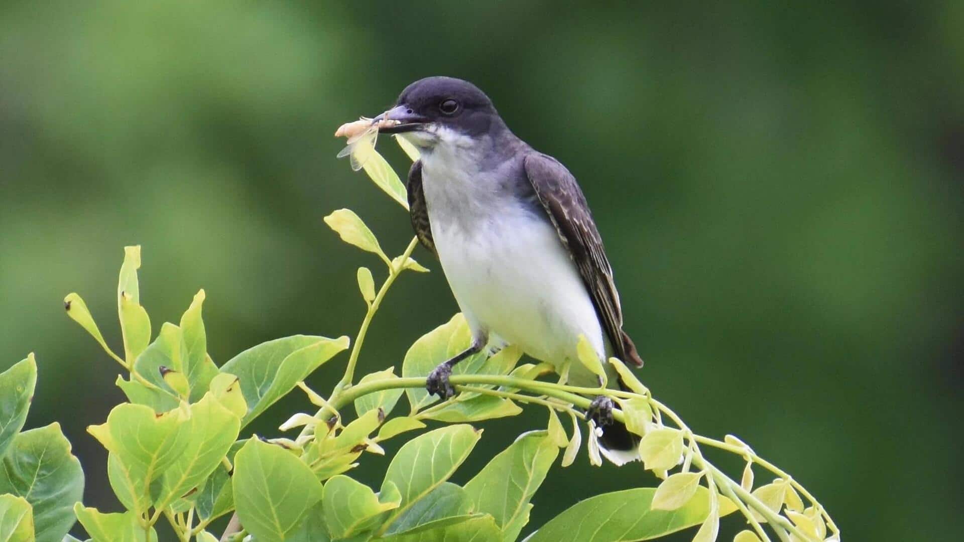 Preferensi Habitat Kingbird di Lingkungan Pedesaan