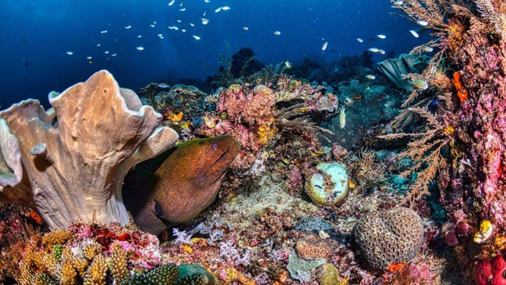 Dampak Turbin Bawah Laut pada Ekosistem Laut