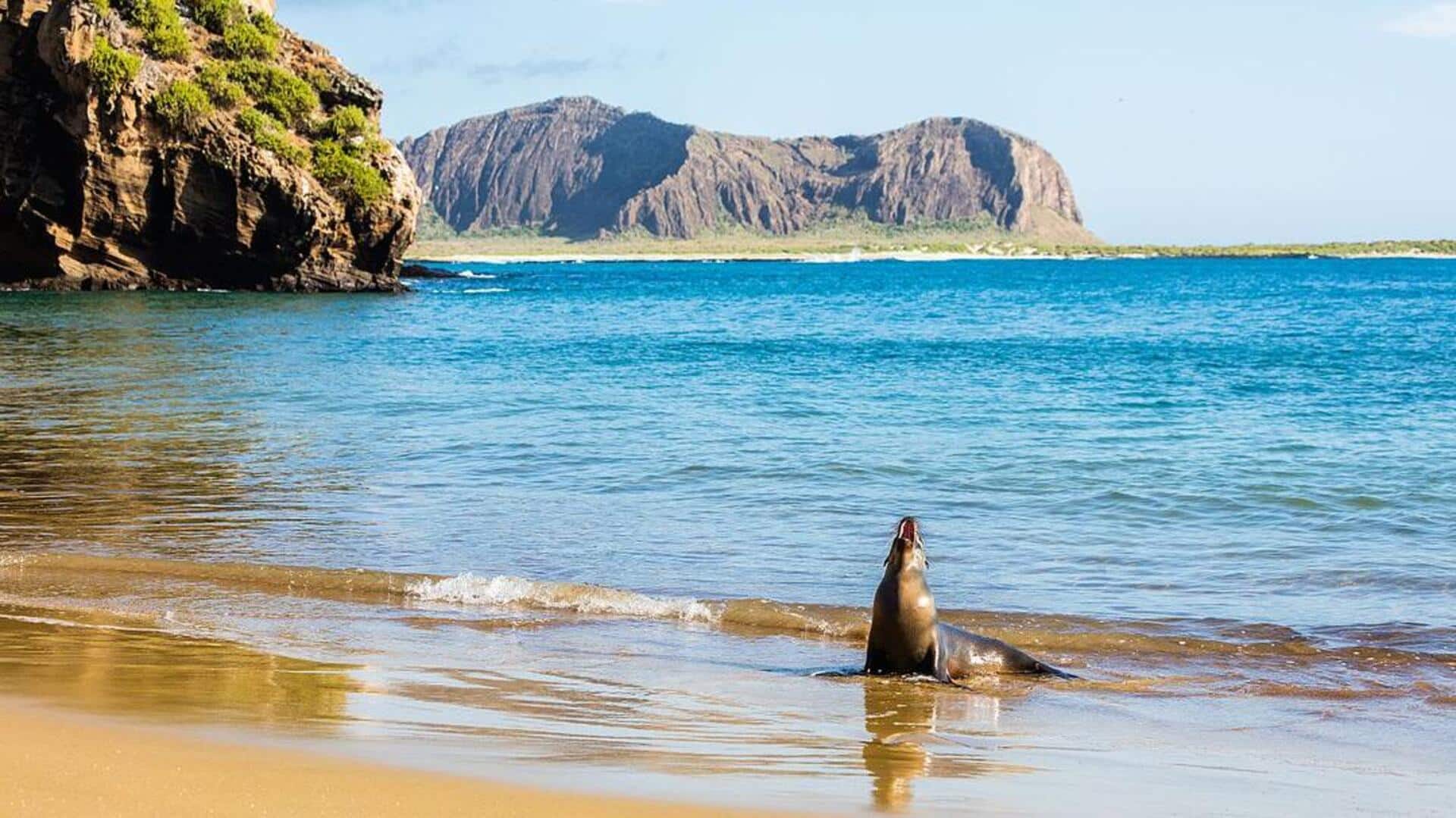 Menjelajahi Sisi Tersembunyi Kepulauan Galapagos dengan Berjalan Kaki Menjelajahi Sisi Tersembunyi Kepulauan Galapagos dengan Berjalan Kaki