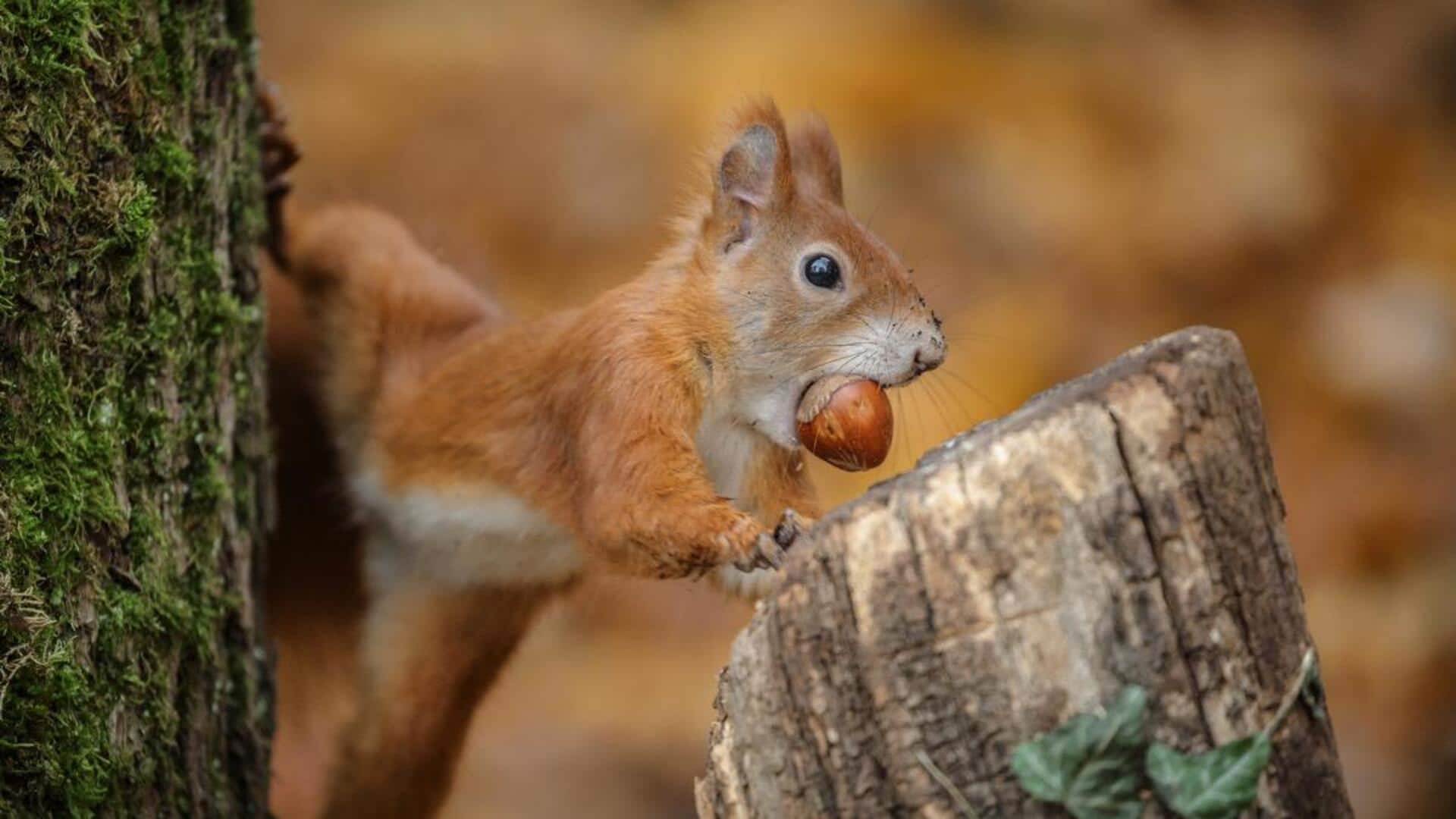 Cara Tupai Mengoptimalkan Penyimpanan Makanan di Musim yang Berbeda