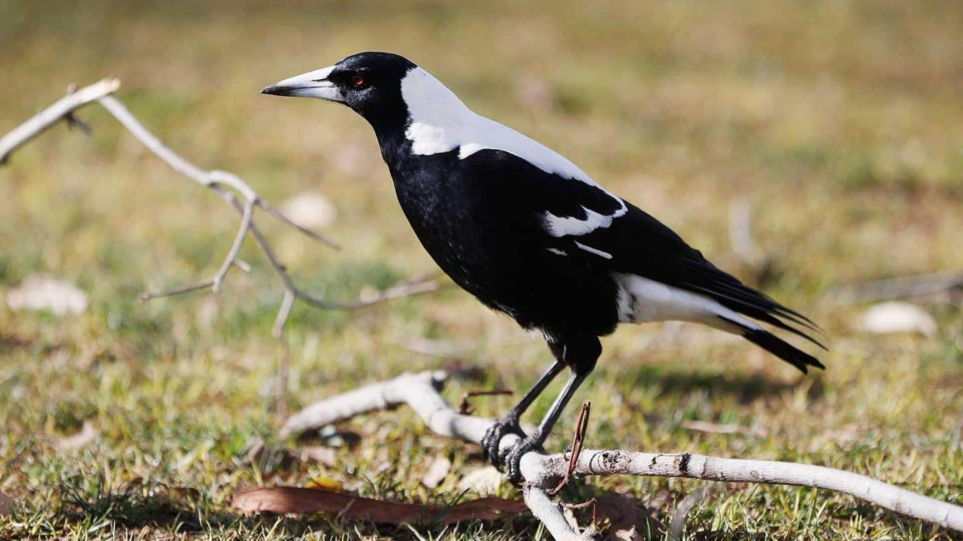 Kemampuan Unik Burung Magpie: Membentuk Kemitraan dengan Spesies Lain