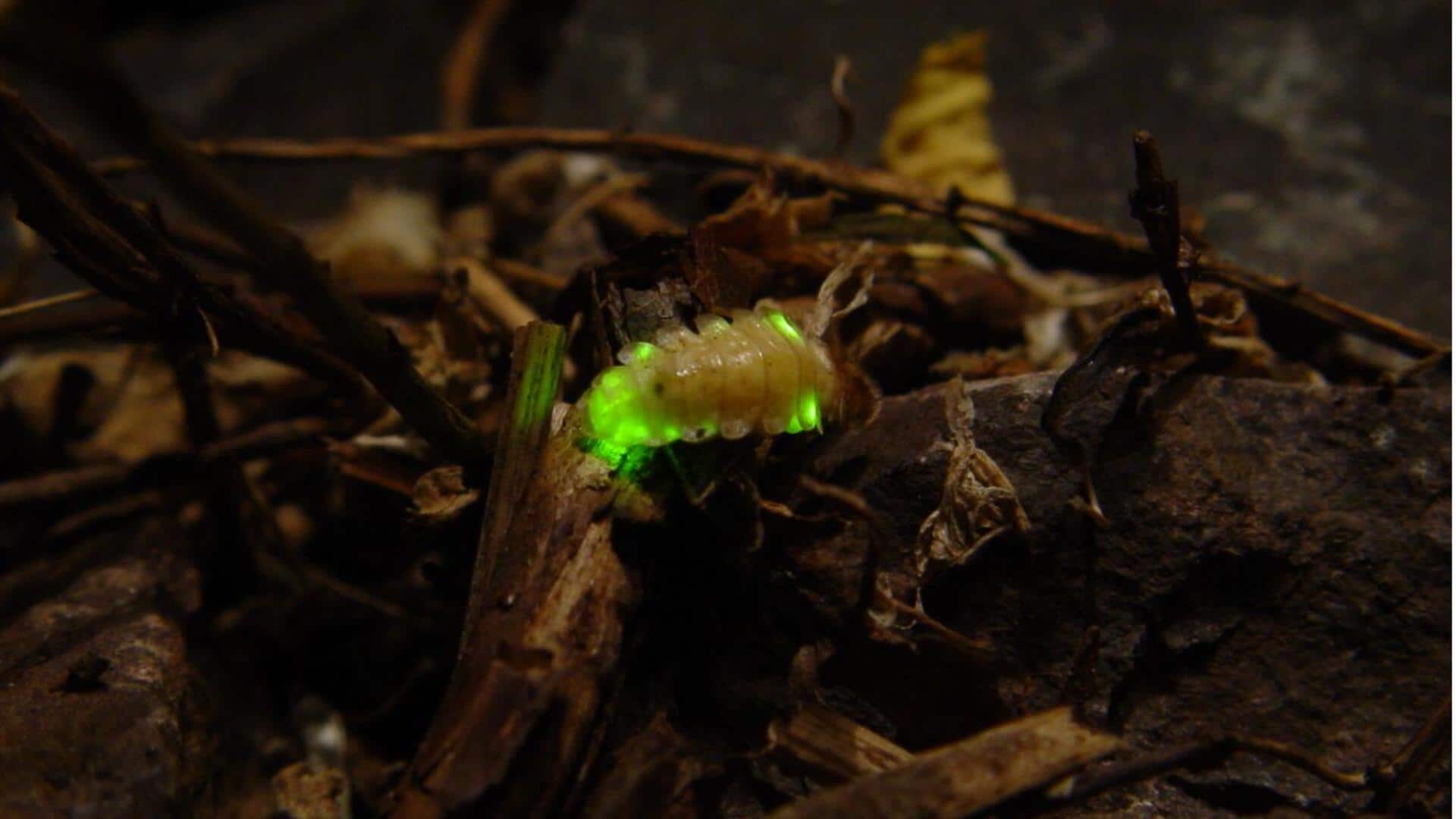 Organisme Bioluminesensi dan Teknologi Hemat Energi