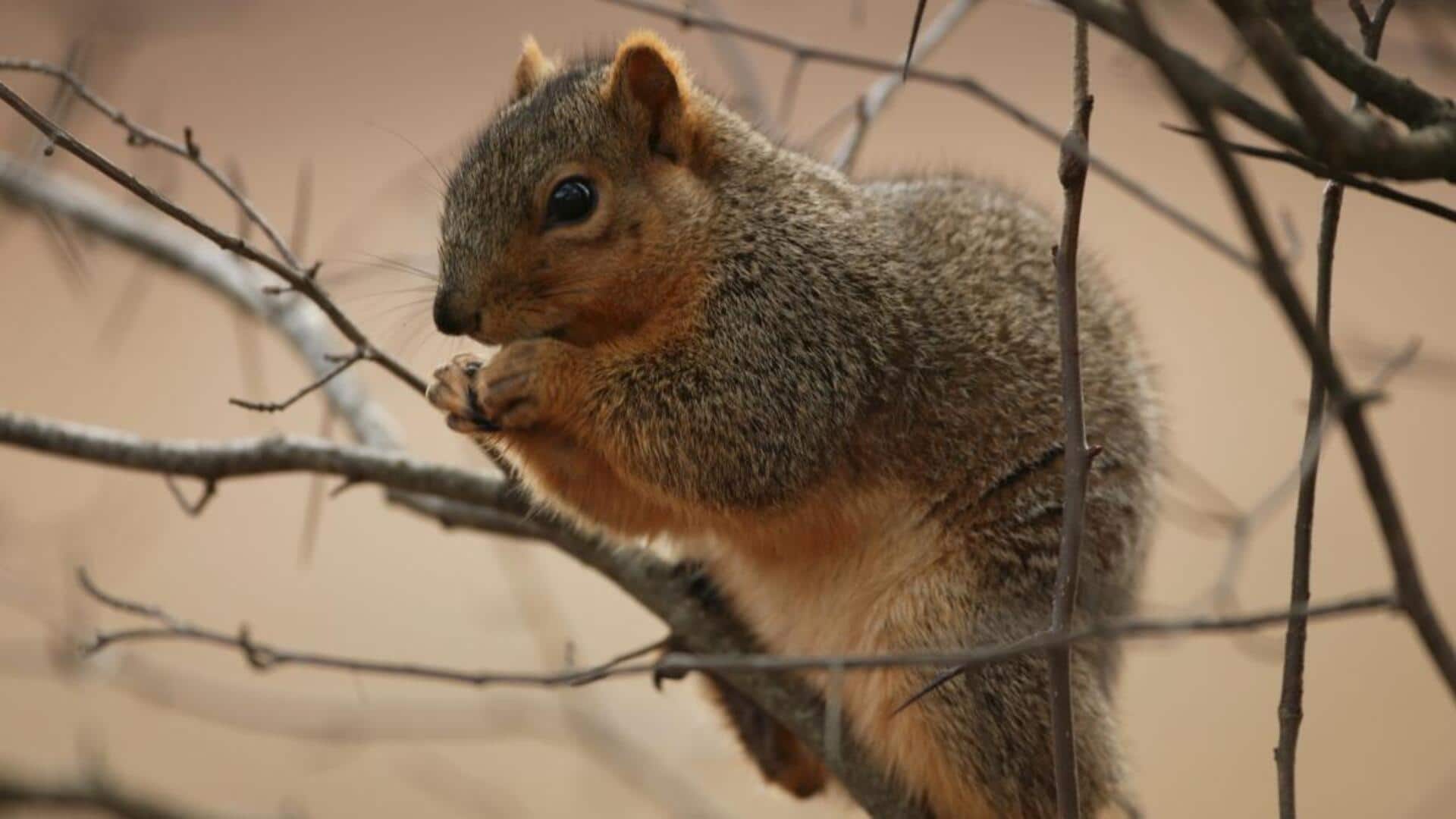 Mengungkap Hubungan yang Menarik anatara Tupai dan Kerabat Spesiesnya 