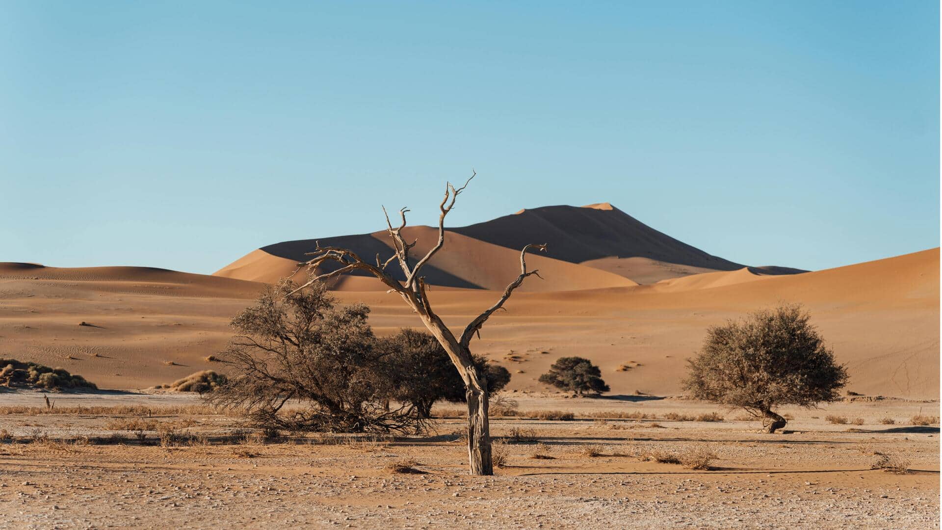 Menjelajahi Keajaiban Gurun Namibia: Lanskap dan Satwa Liar