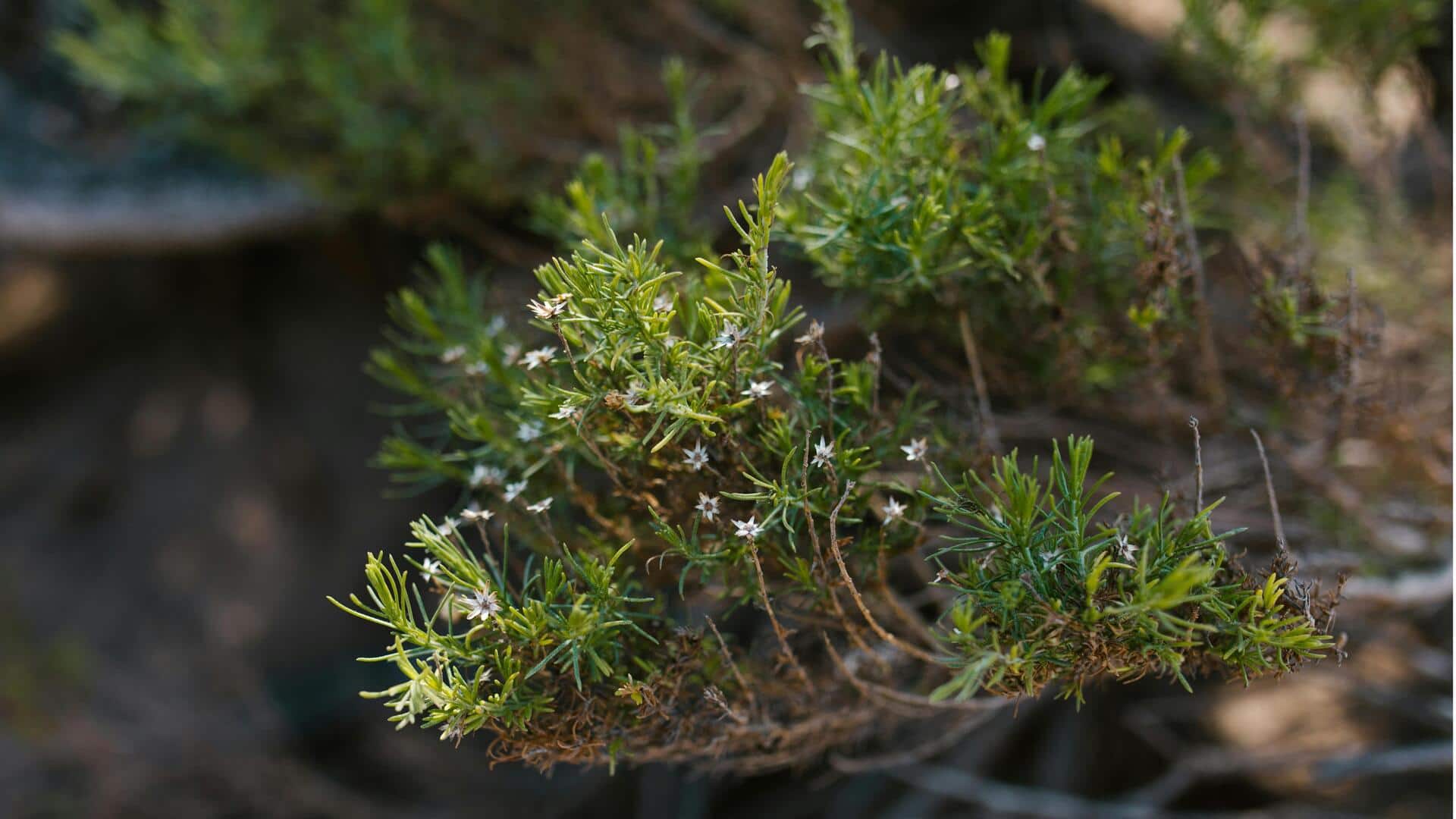 Tanaman Herbal Abadi untuk Panen Berkelanjutan
