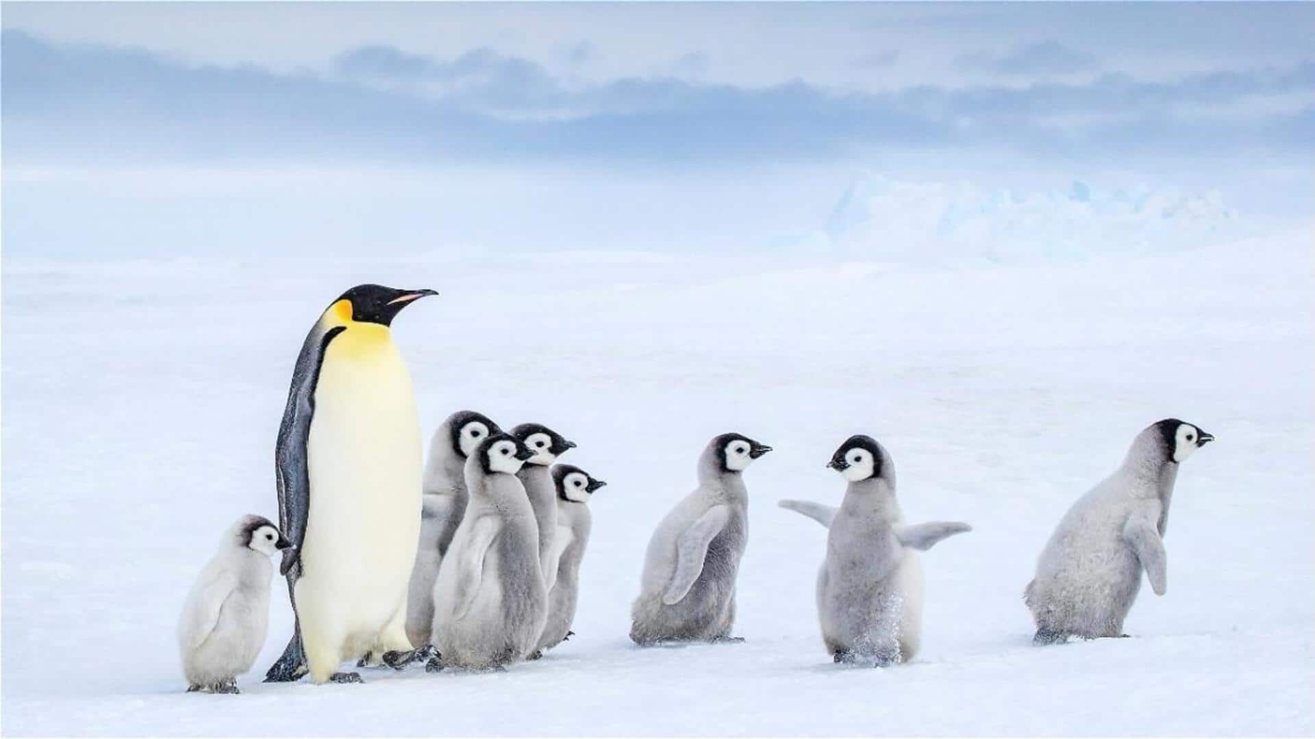 Peran Orang Tua Penguin dalam Merawat Anak-anaknya