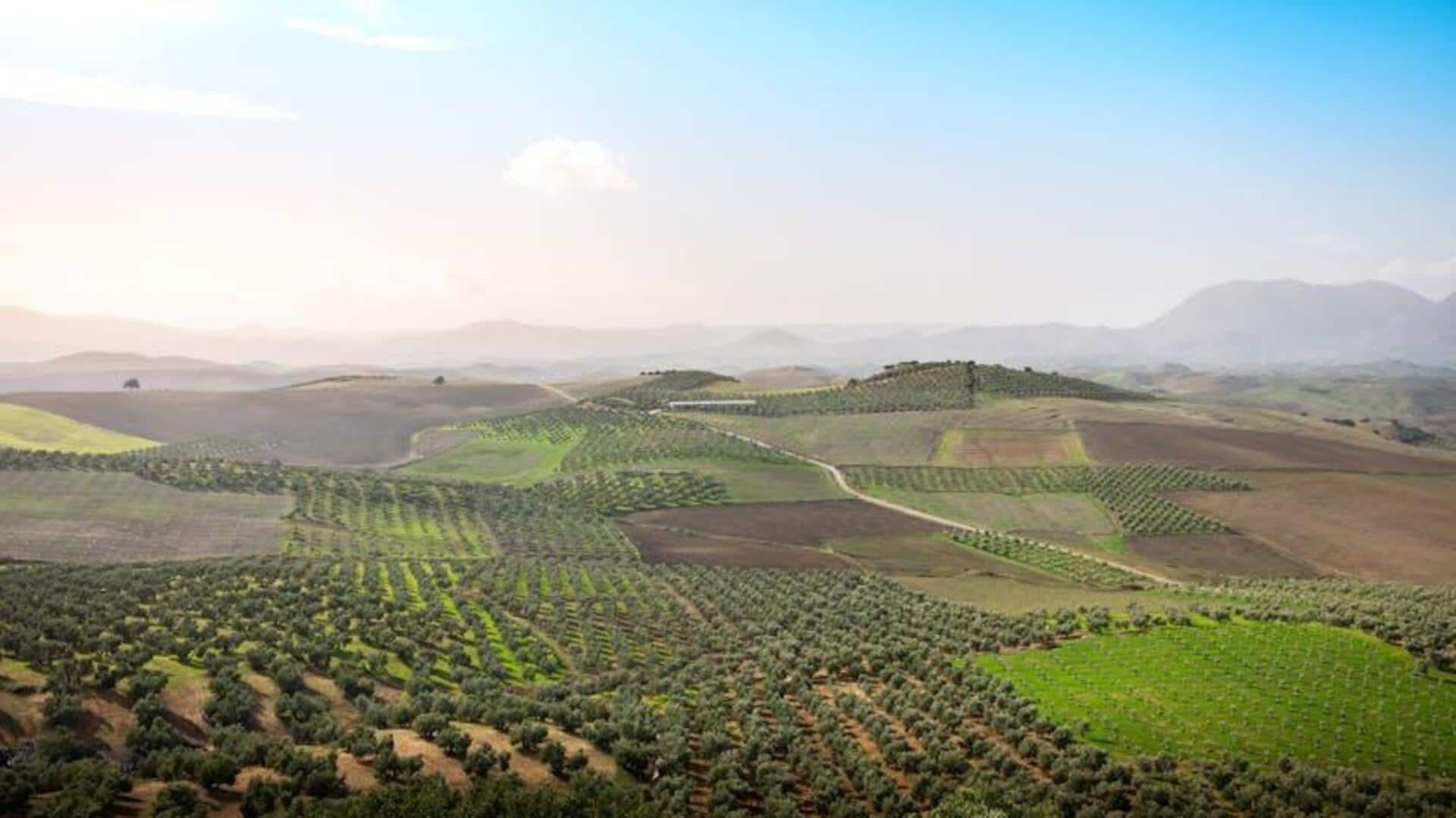 Menjelajahi Kebun Zaitun Bersejarah di Spanyol