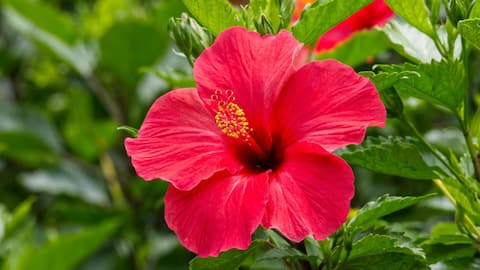 Bunga Balkon Indonesia yang Suka Matahari untuk Tahun Ini