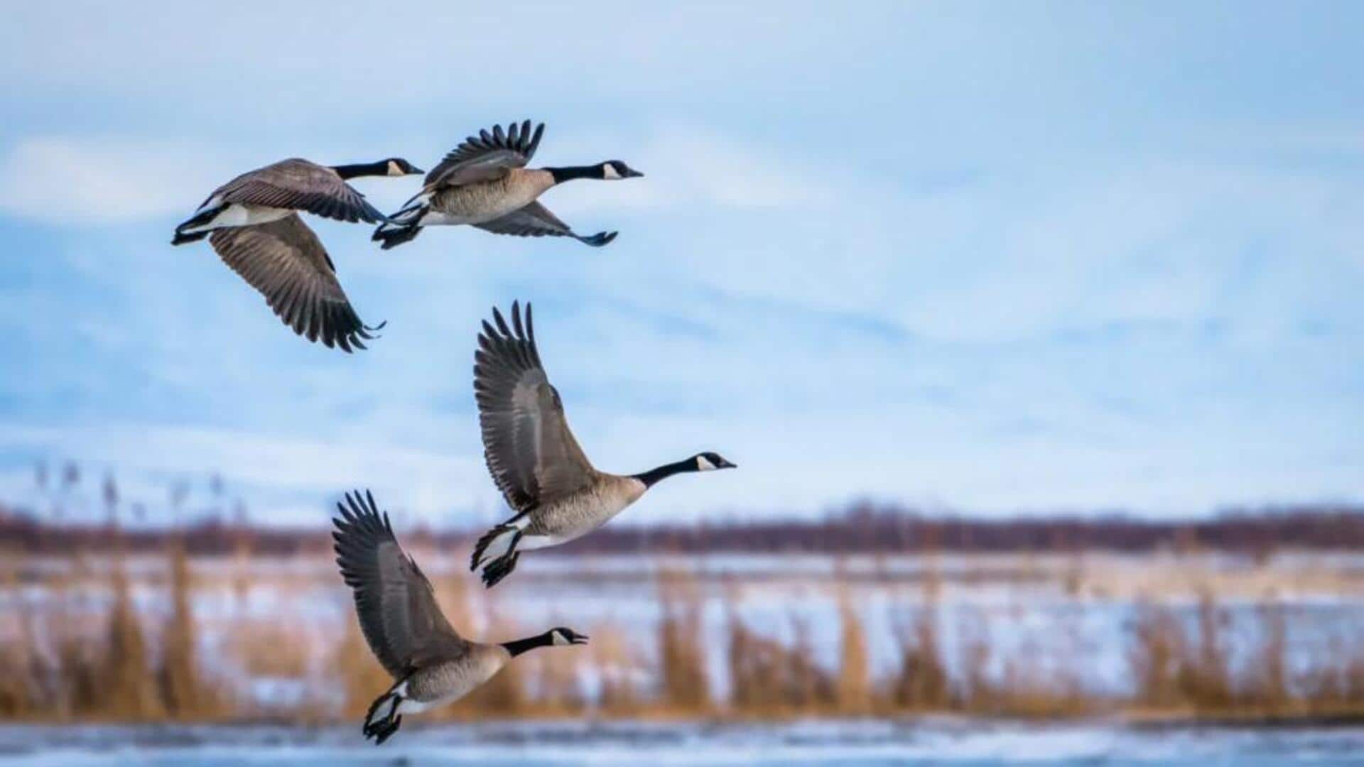 Memahami Pentingnya Migrasi Burung dan Dampaknya pada Ekosistem Global Memahami Pentingnya Migrasi Burung dan Dampaknya pada Ekosistem Global