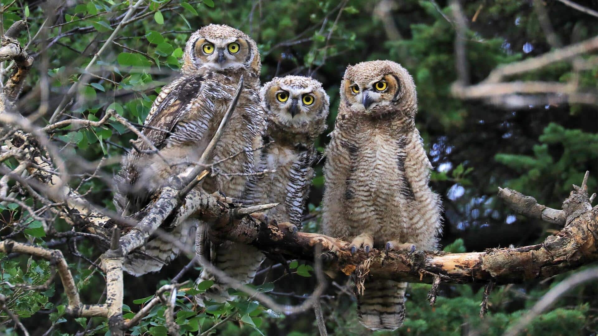 Dunia Komunikasi Rahasia di Keluarga Burung Hantu