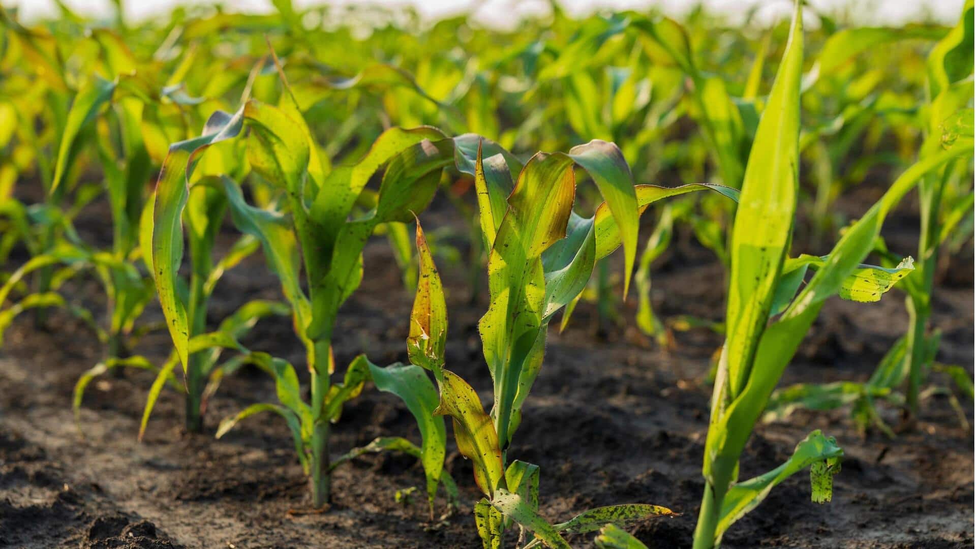 Fakta Menarik terkait Cahaya Matahari dan Pembentukan Protein