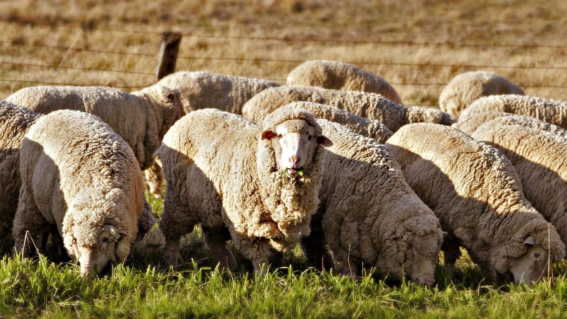 Memahami Pola Ekspresi Suara Domba yang Unik