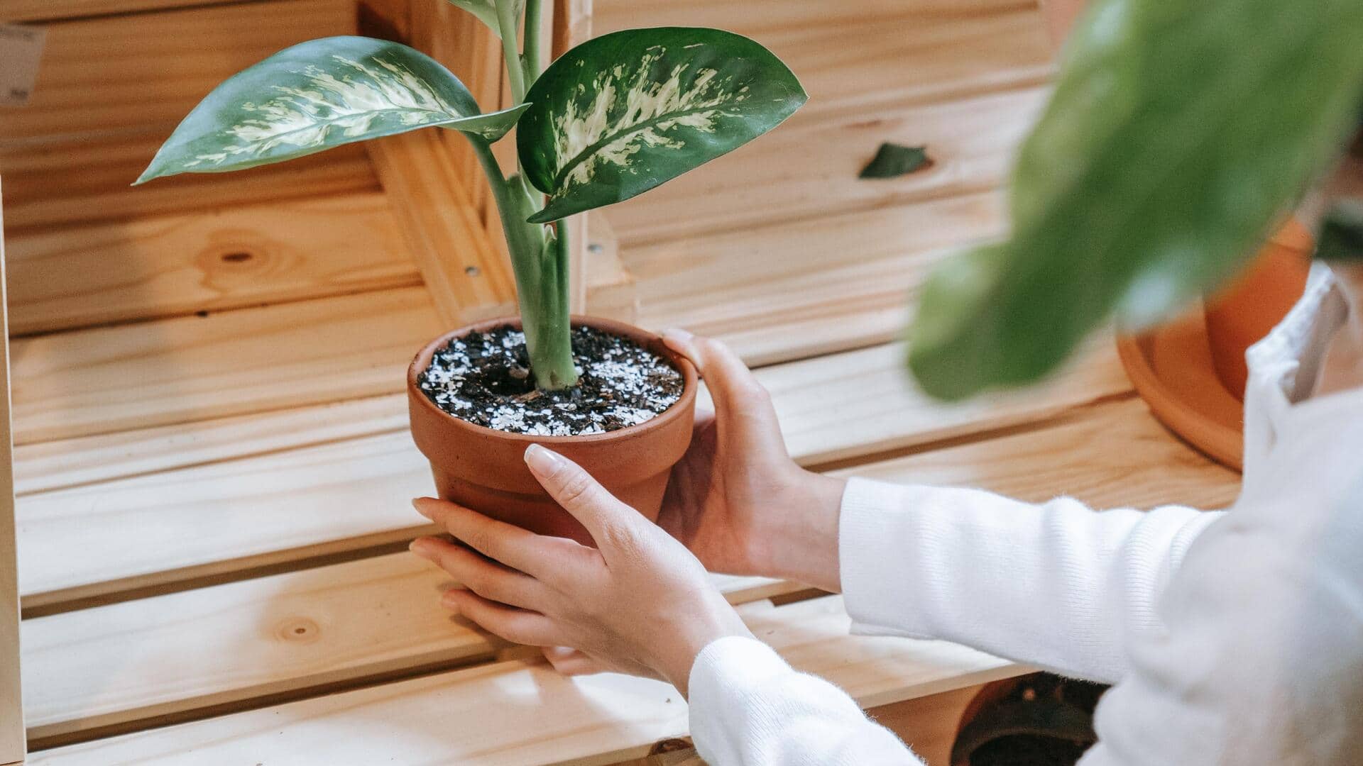 Berkebun di rumah secara berkelanjutan: 5 tip tanaman indoor terbaik