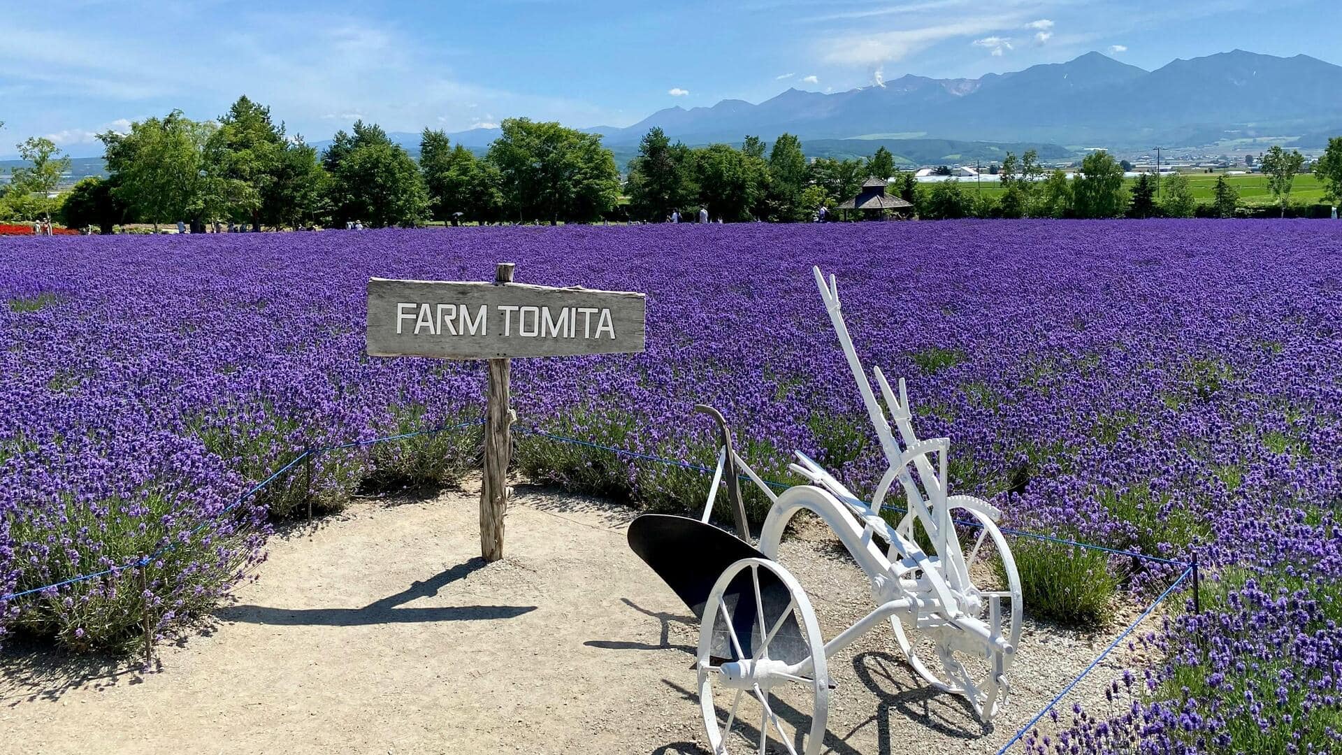 Menikmati Keindahan Hutan Lavender di Furano, Jepang