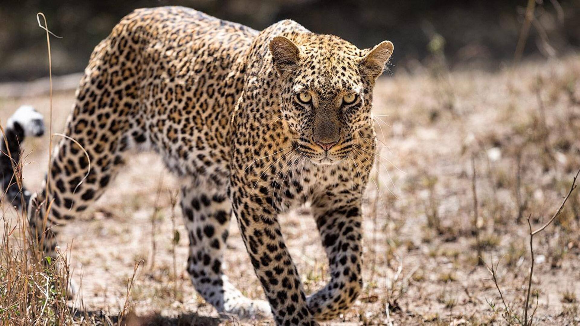 Mengungkap Metode Komunikasi Macan Tutul di Alam Liar