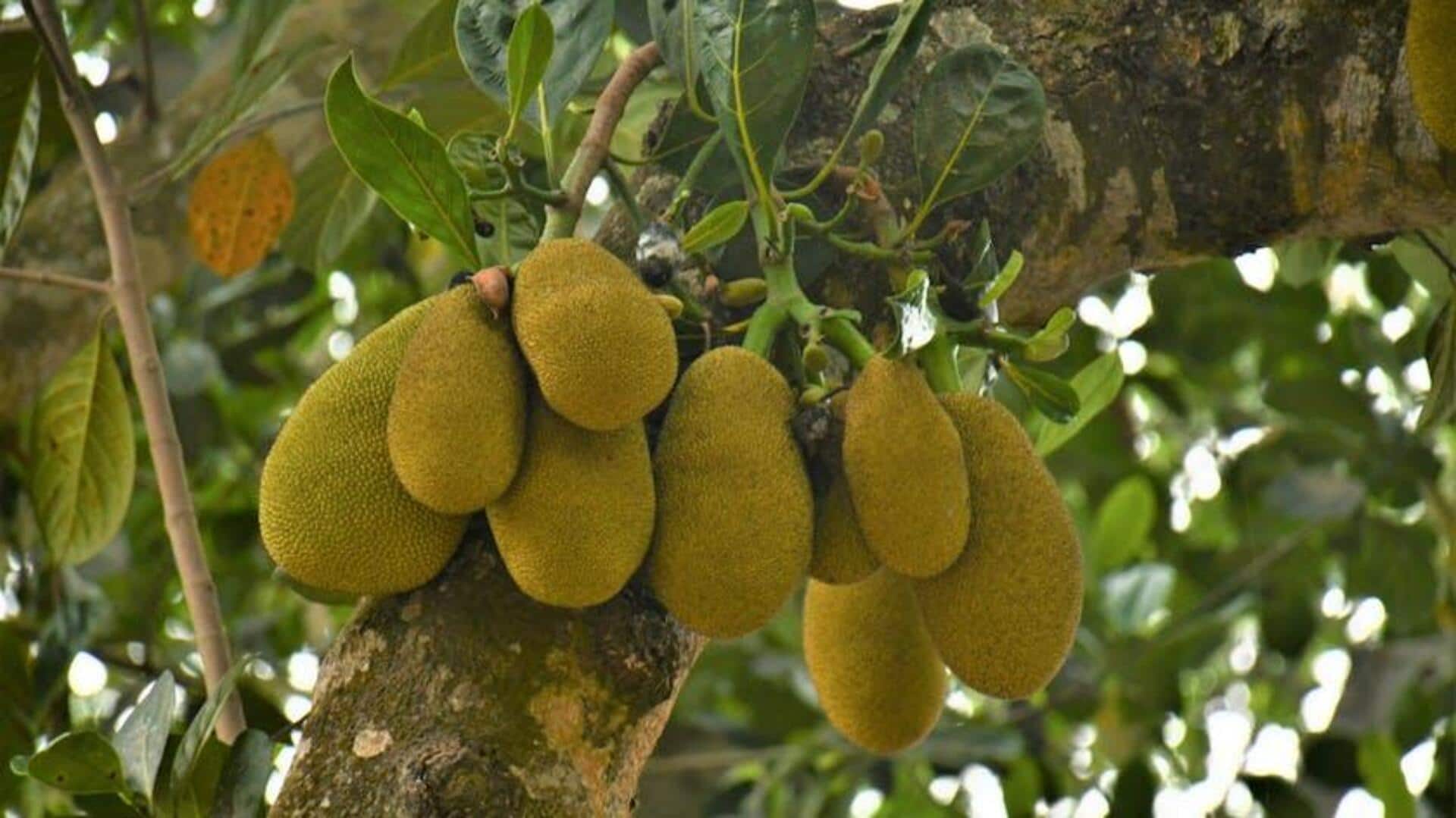 Cara Menanam Pohon Nangka di Halaman Belakang