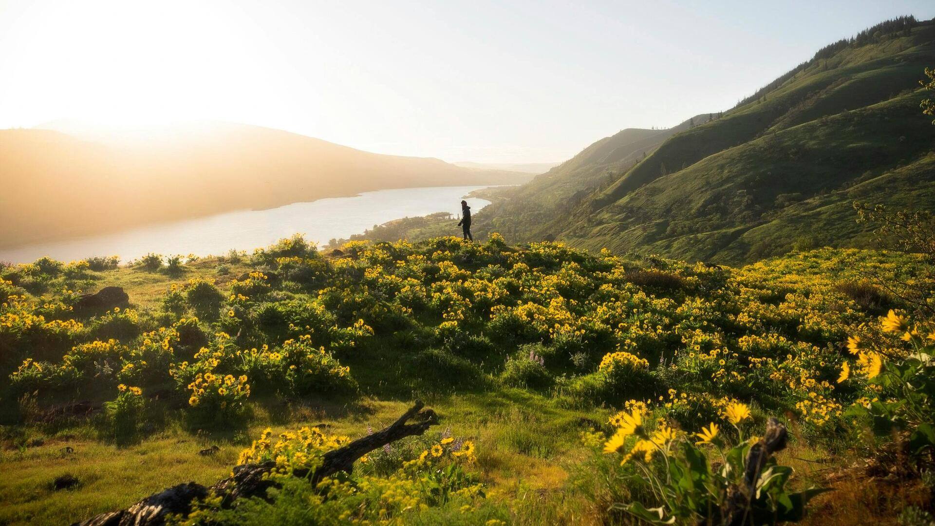 Menikmati Padang Bunga Liar di Columbia River Gorge, AS