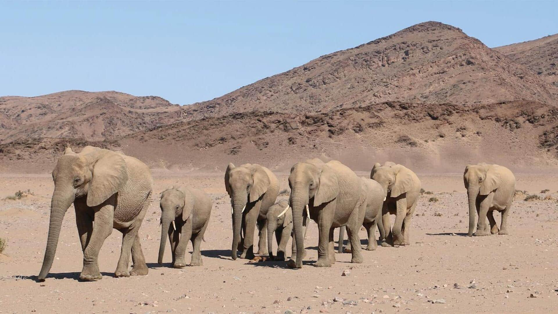 Menjelajahi Jalur Gajah Gurun Damaraland, Namibia