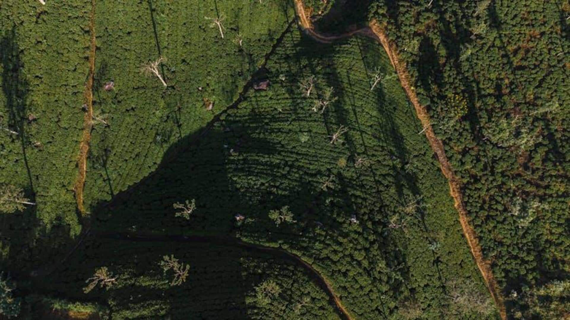 Menikmati Keindahan Perkebunan Teh Bertingkat di Haputale, Sri Lanka