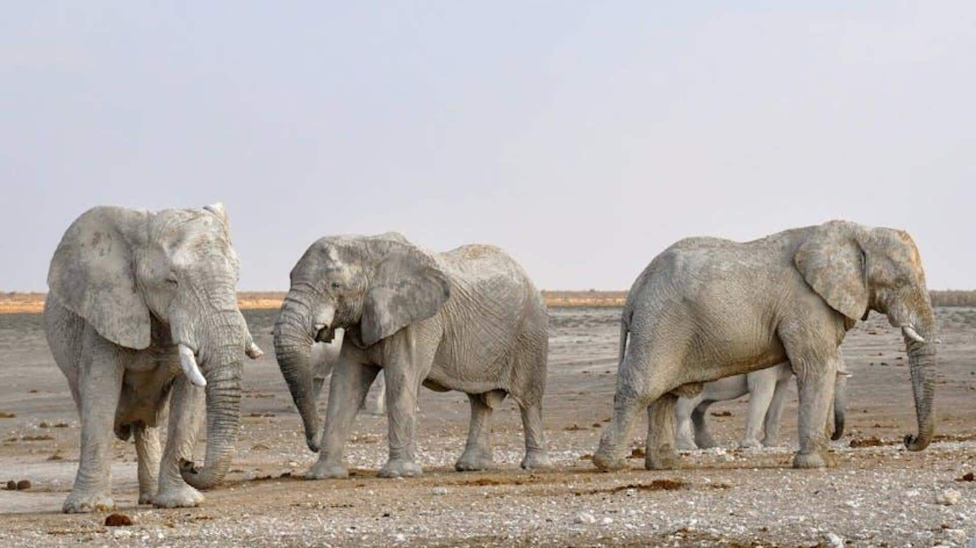 Teknik Komunikasi Gajah yang Menakjubkan Teknik Komunikasi Gajah yang Menakjubkan