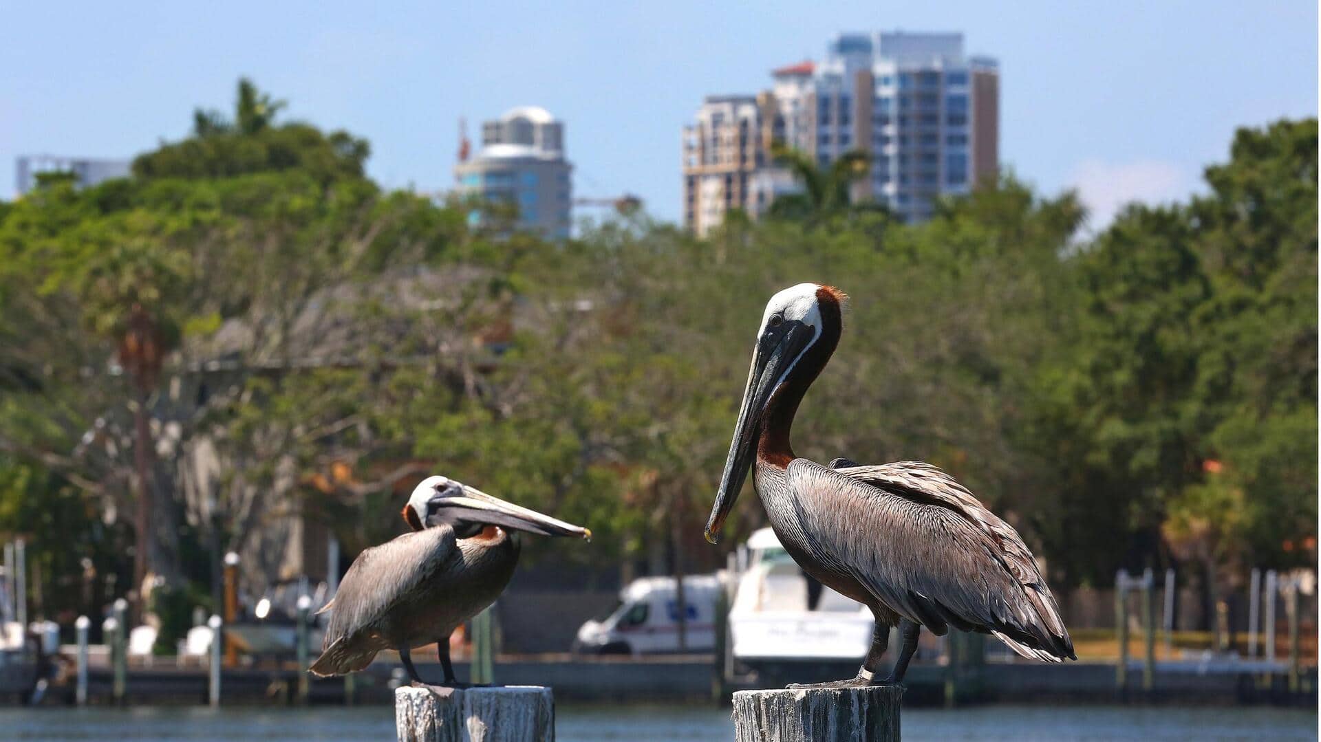 Mengungkap Adaptasi Unik Pelikan di Lingkungan Perkotaan