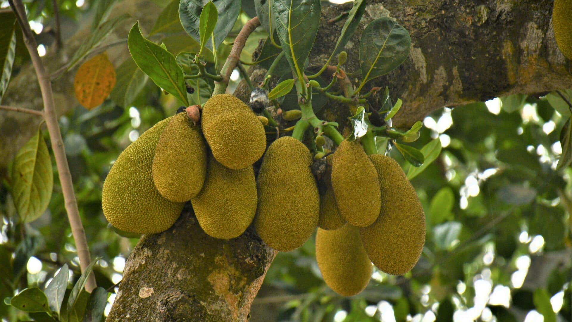 Tepung biji nangka: Inovasi kreatif