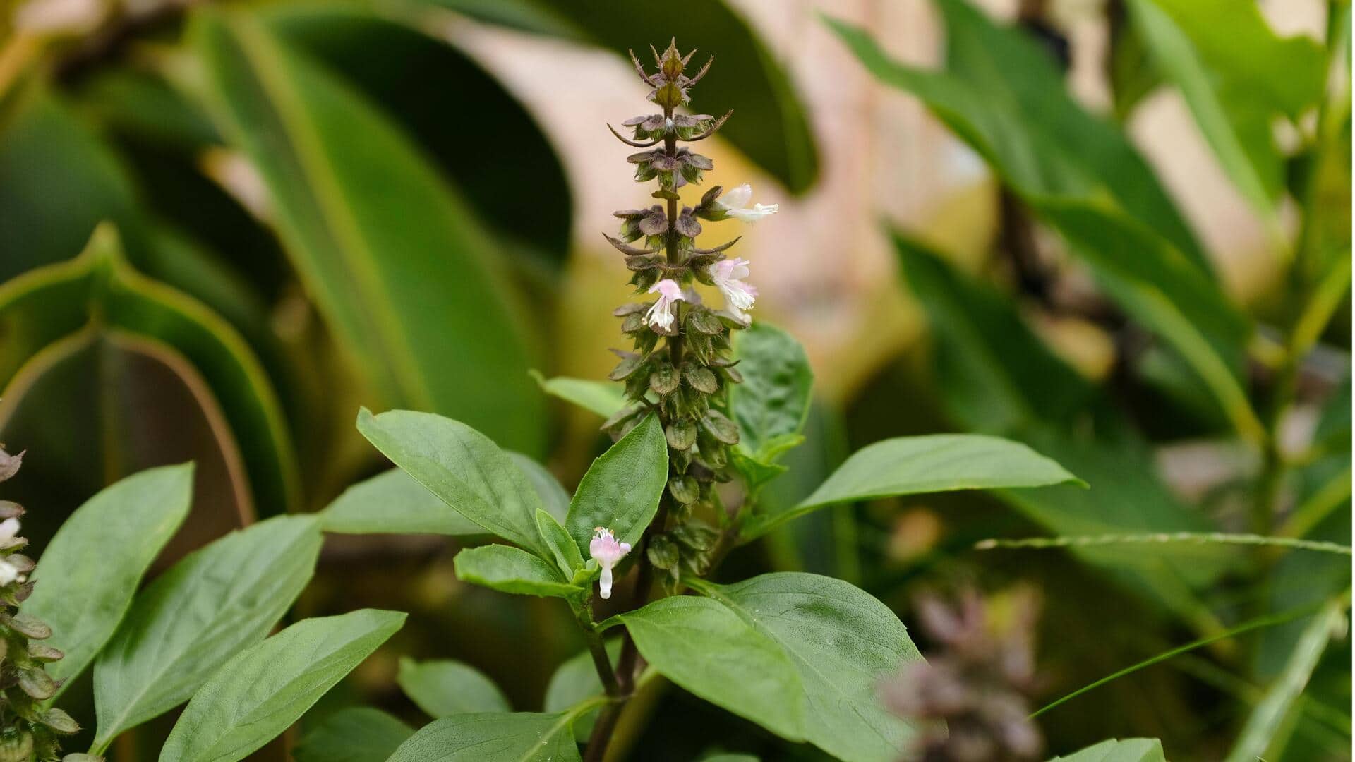 Lima Alasan Menanam Tulsi di Dalam Ruangan