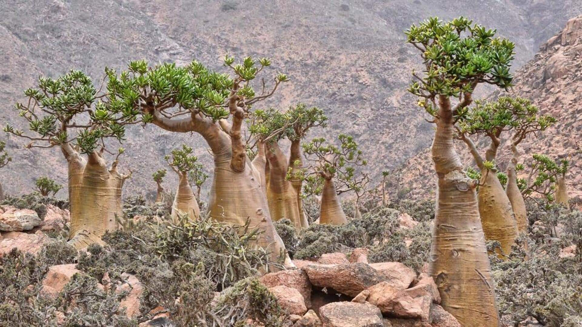 Menjelajahi Keajaiban Pulau Socotra, Yaman