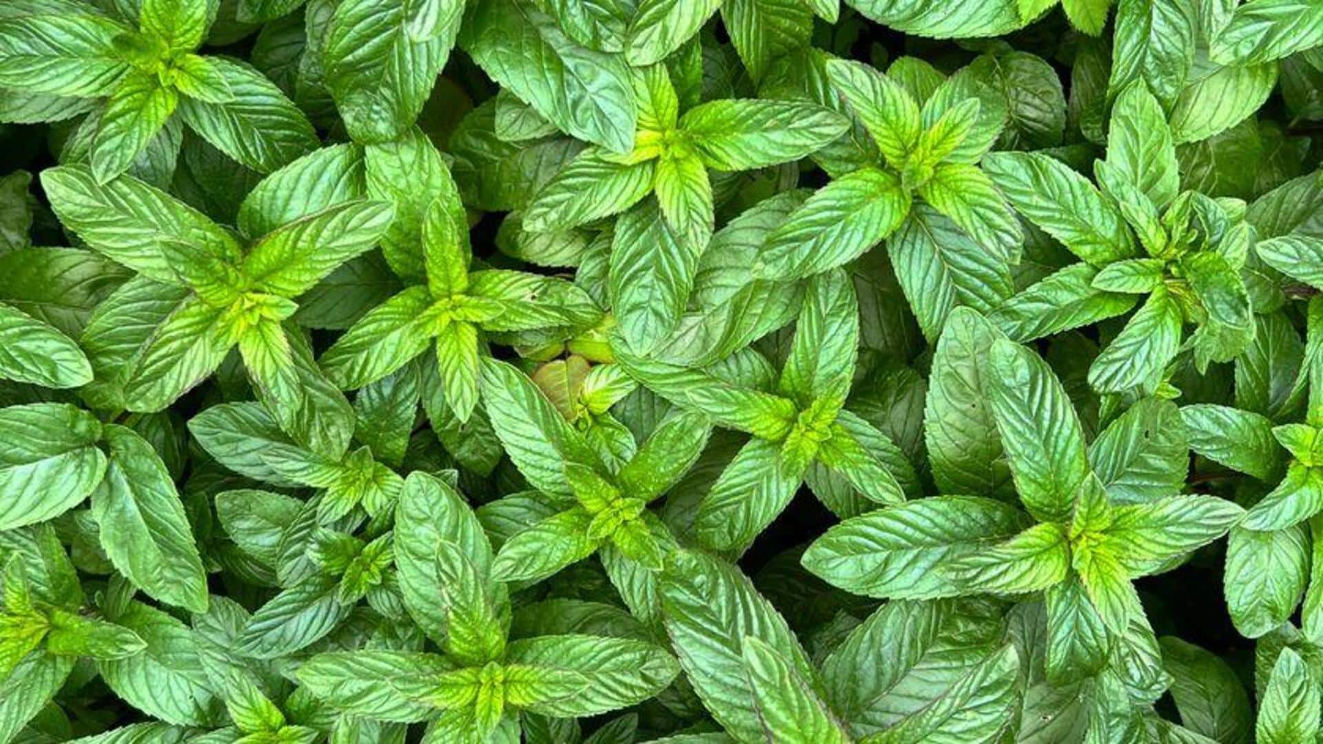 Menanam Mint Wangi di Dalam Ruangan