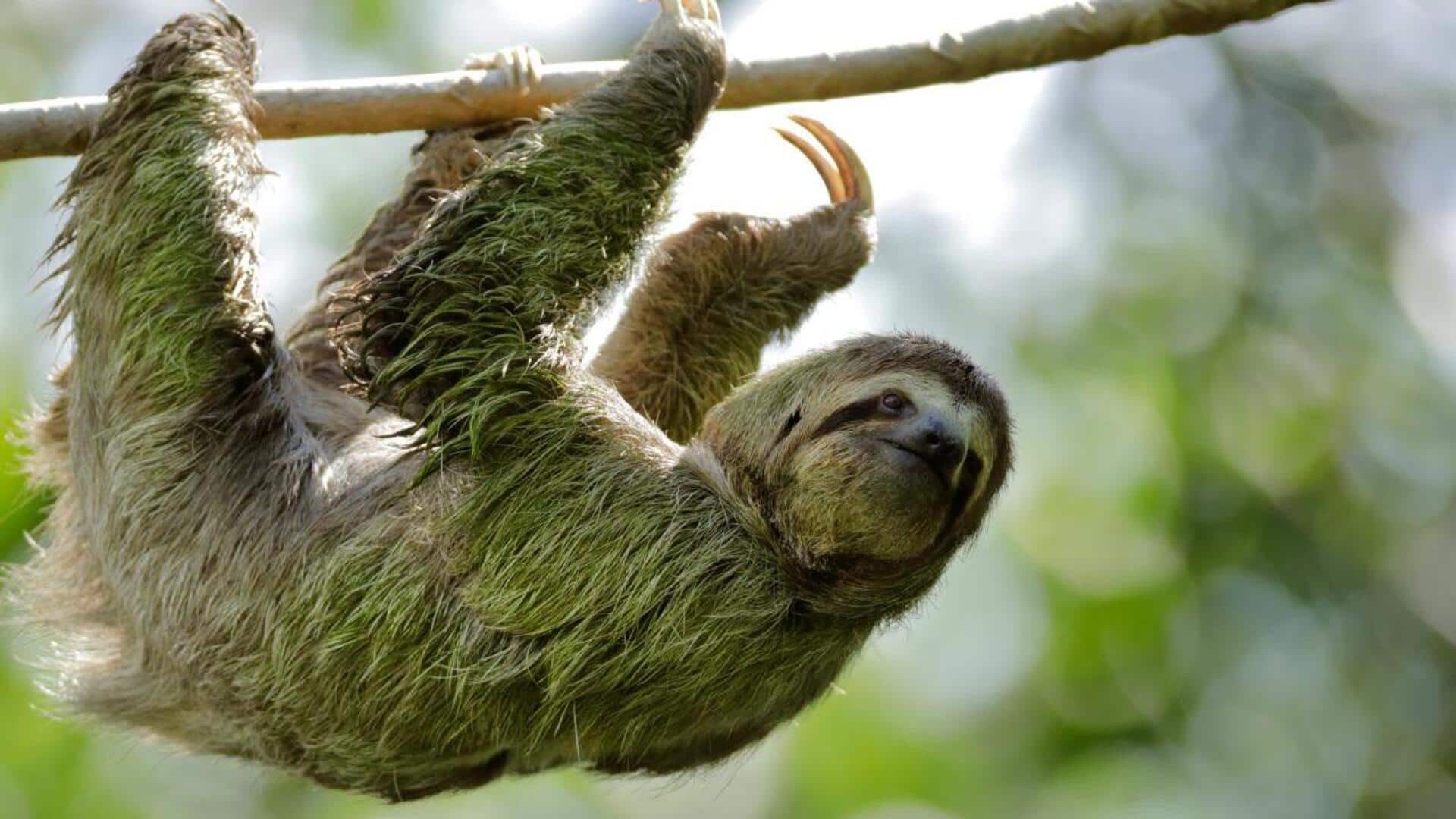 Keajaiban dalam Bulu Kungkang: Lima Mikro-Ekosistem yang Tersembunyi