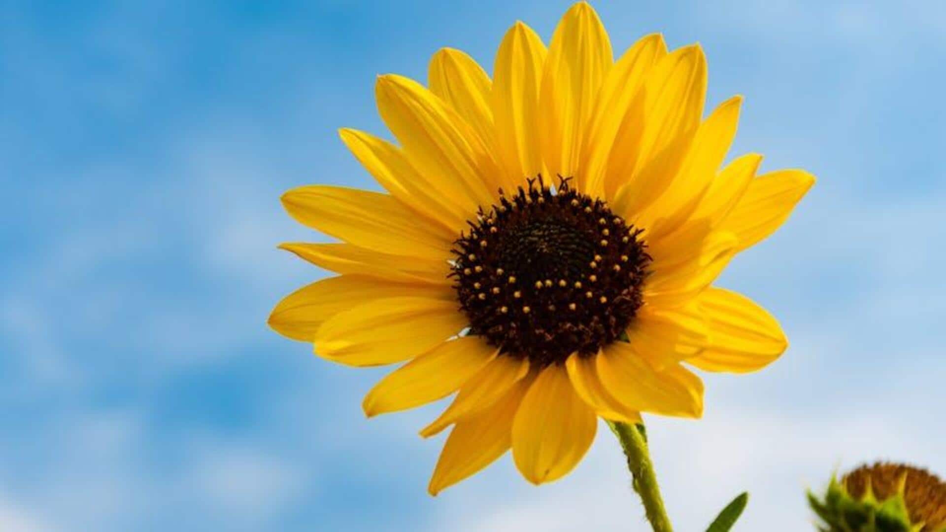 Bunga Liar yang Mudah Ditanam di Halaman Belakang Anda