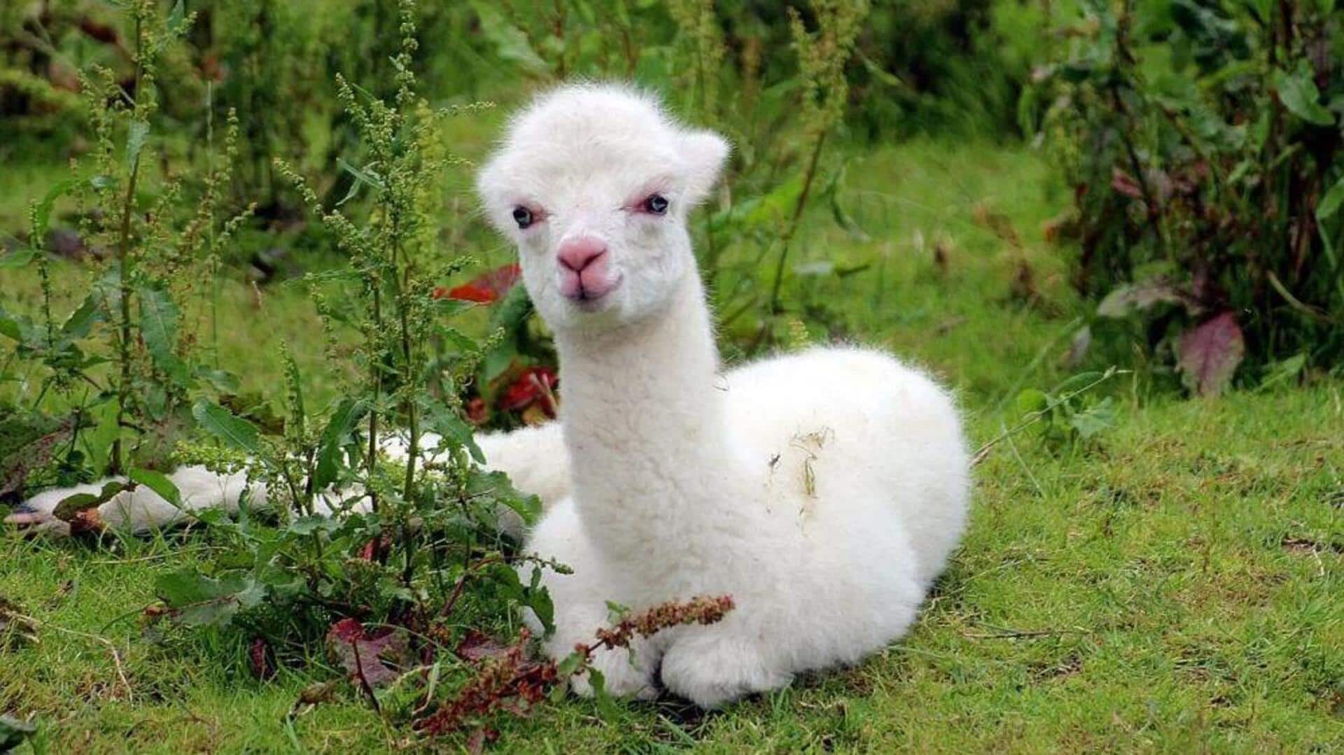 Lima Fakta Menarik tentang Alpaka Albino