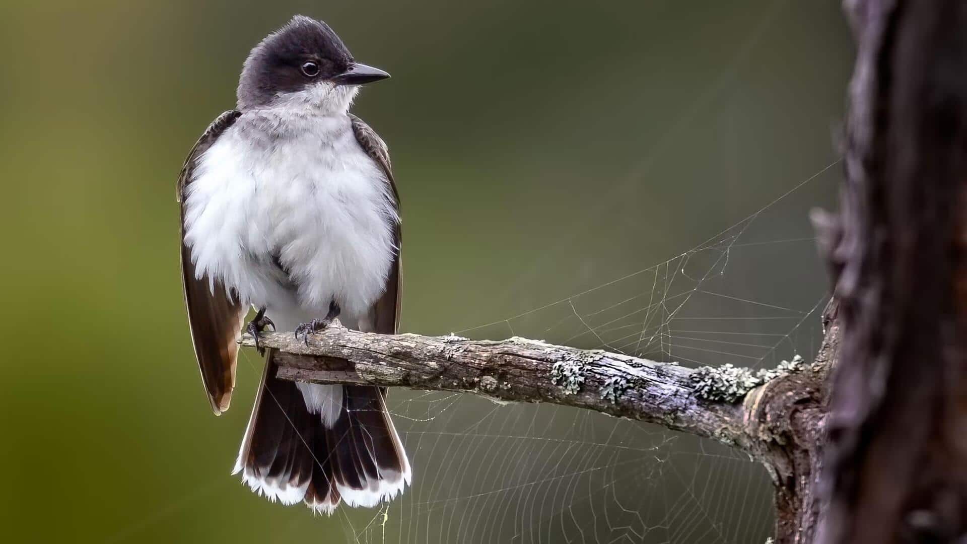Mempelajari Panggilan dan Komunikasi yang Menarik dari Kingbird Mempelajari Panggilan dan Komunikasi yang Menarik dari Kingbird