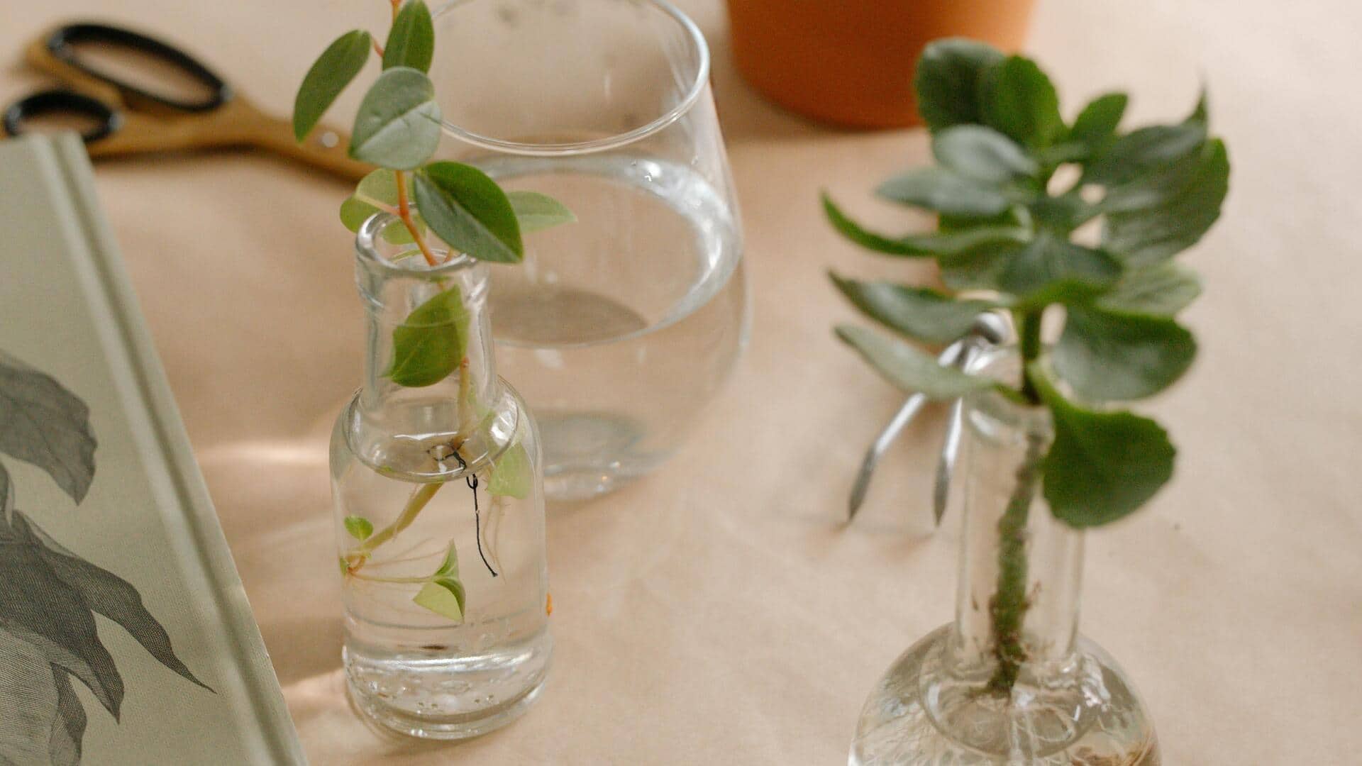 Ubah botol kaca menjadi kebun herbal mini