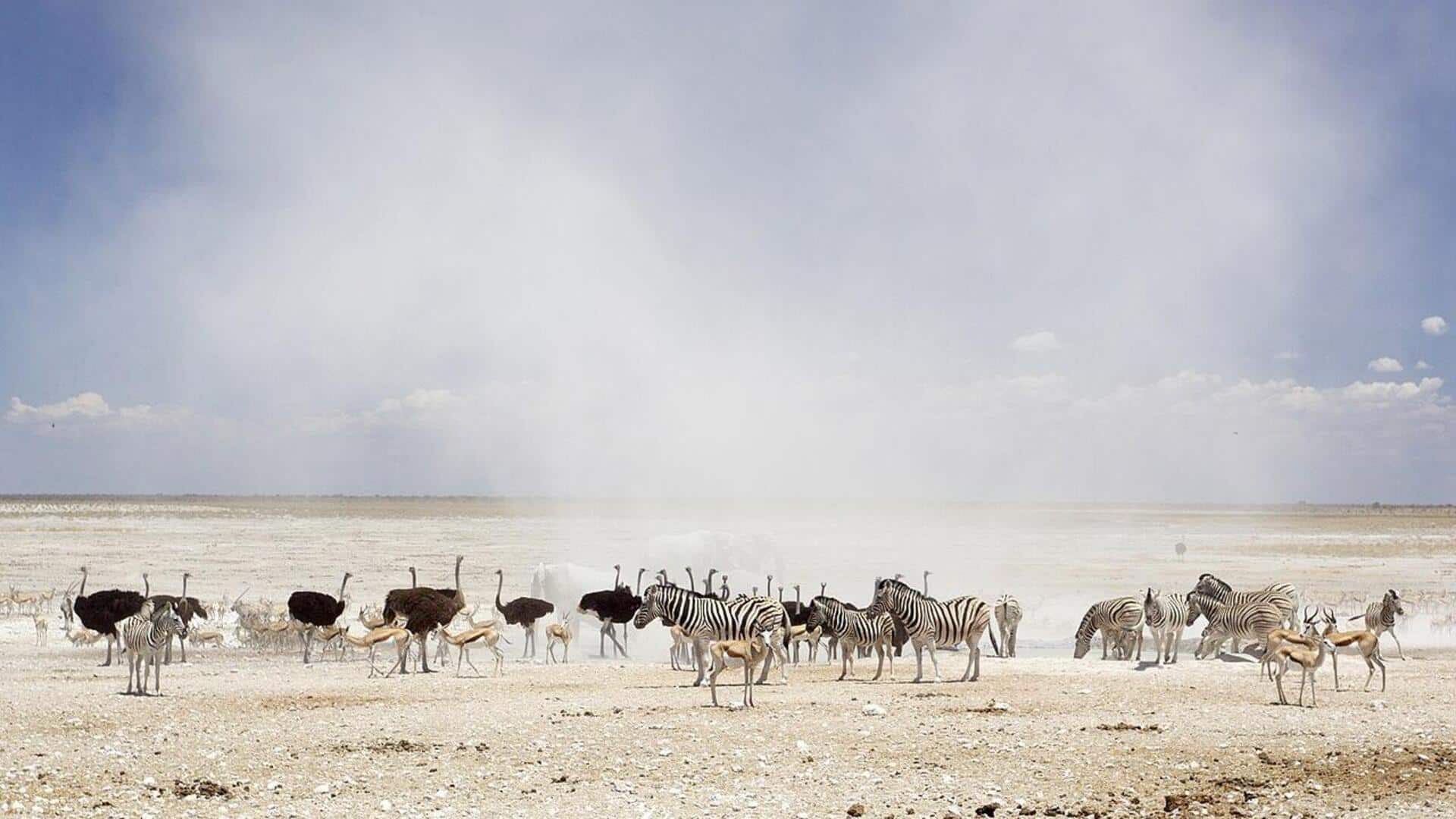 Melihat Satwa Liar dari Dekat di Taman Nasional Etosha, Namibia