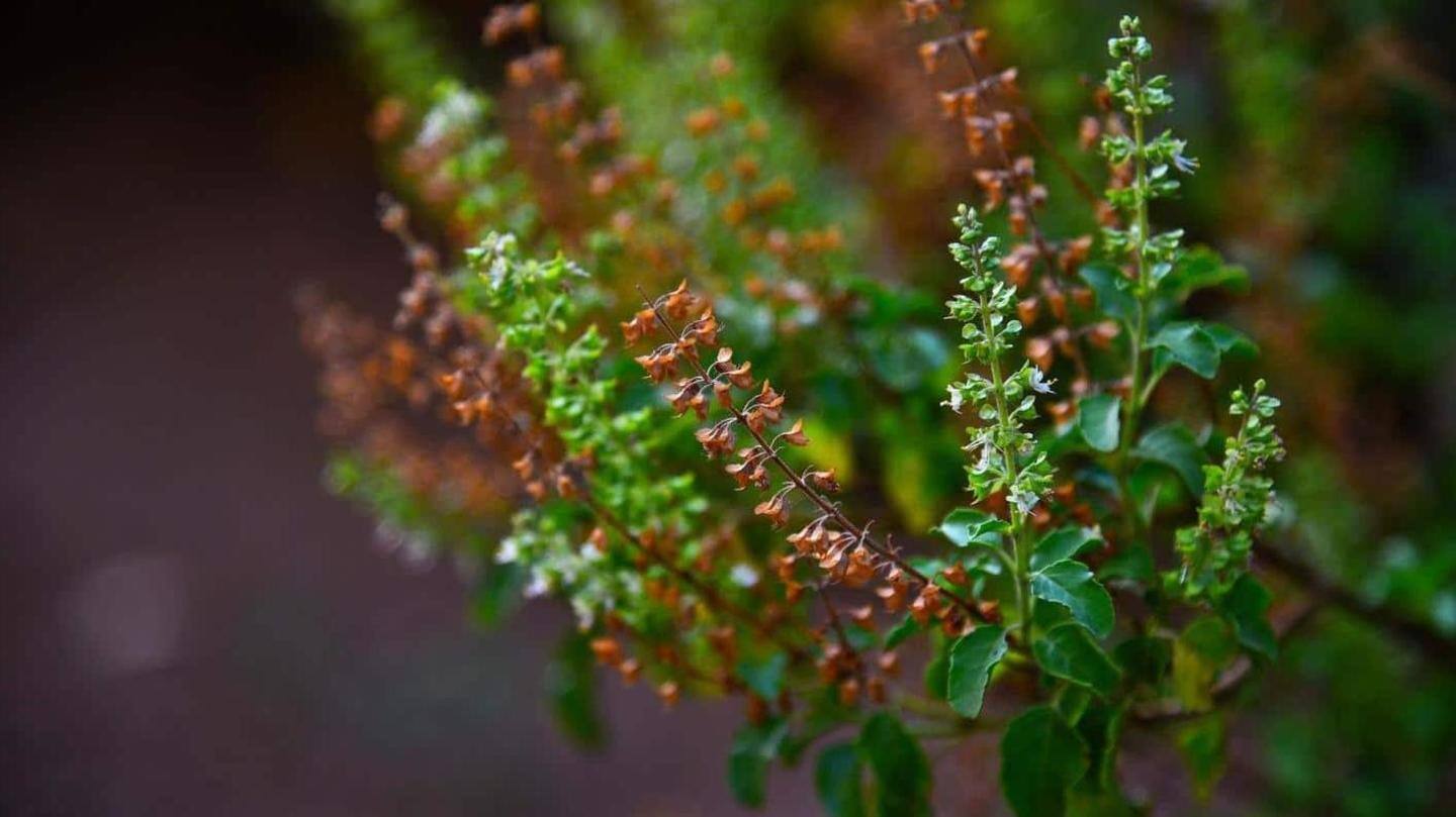 #HealthBytes: Konsumsi herba ini untuk meningkatkan imunitas Anda