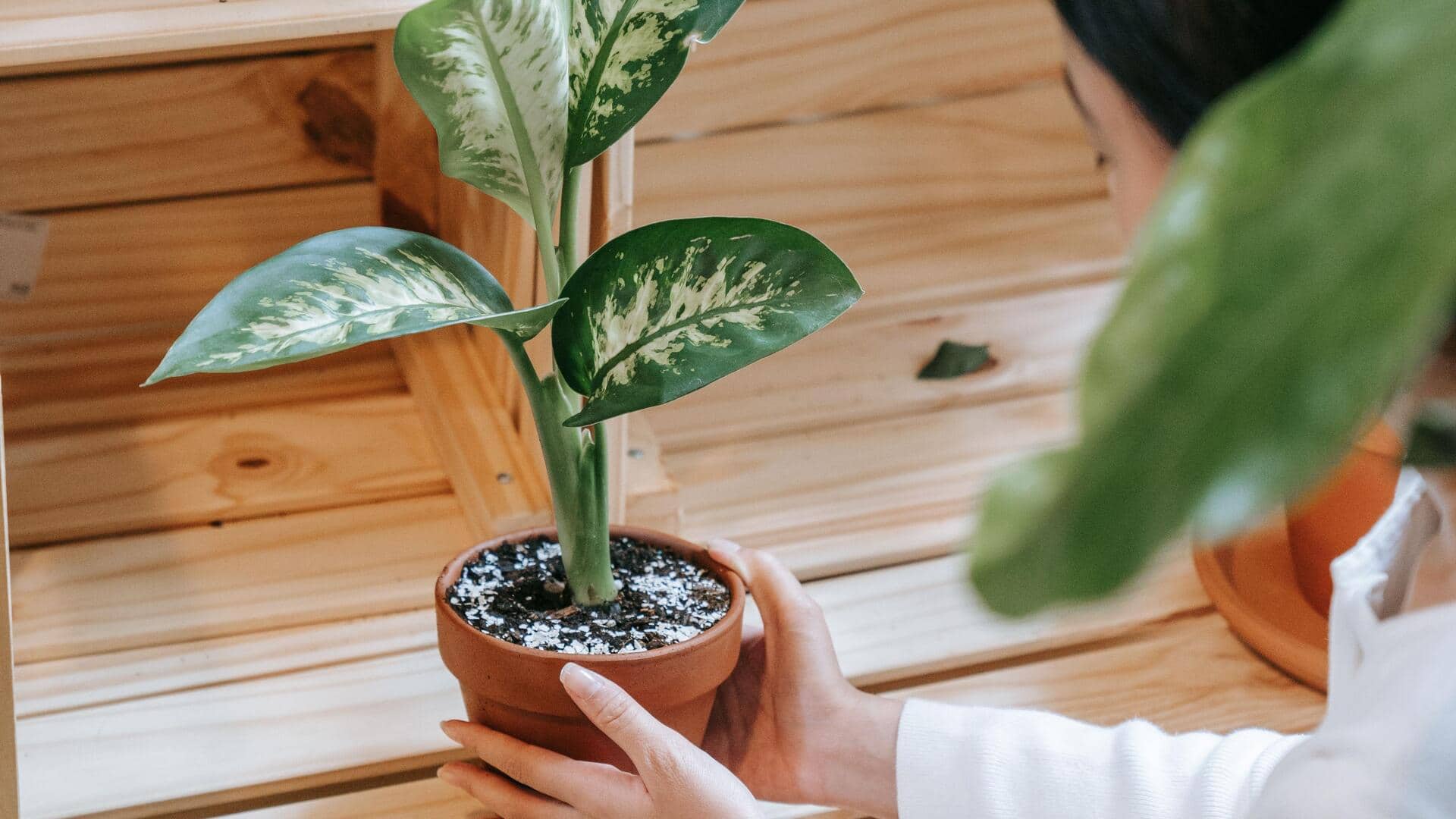 Meningkatkan kualitas udara rumah dengan tanaman indoor