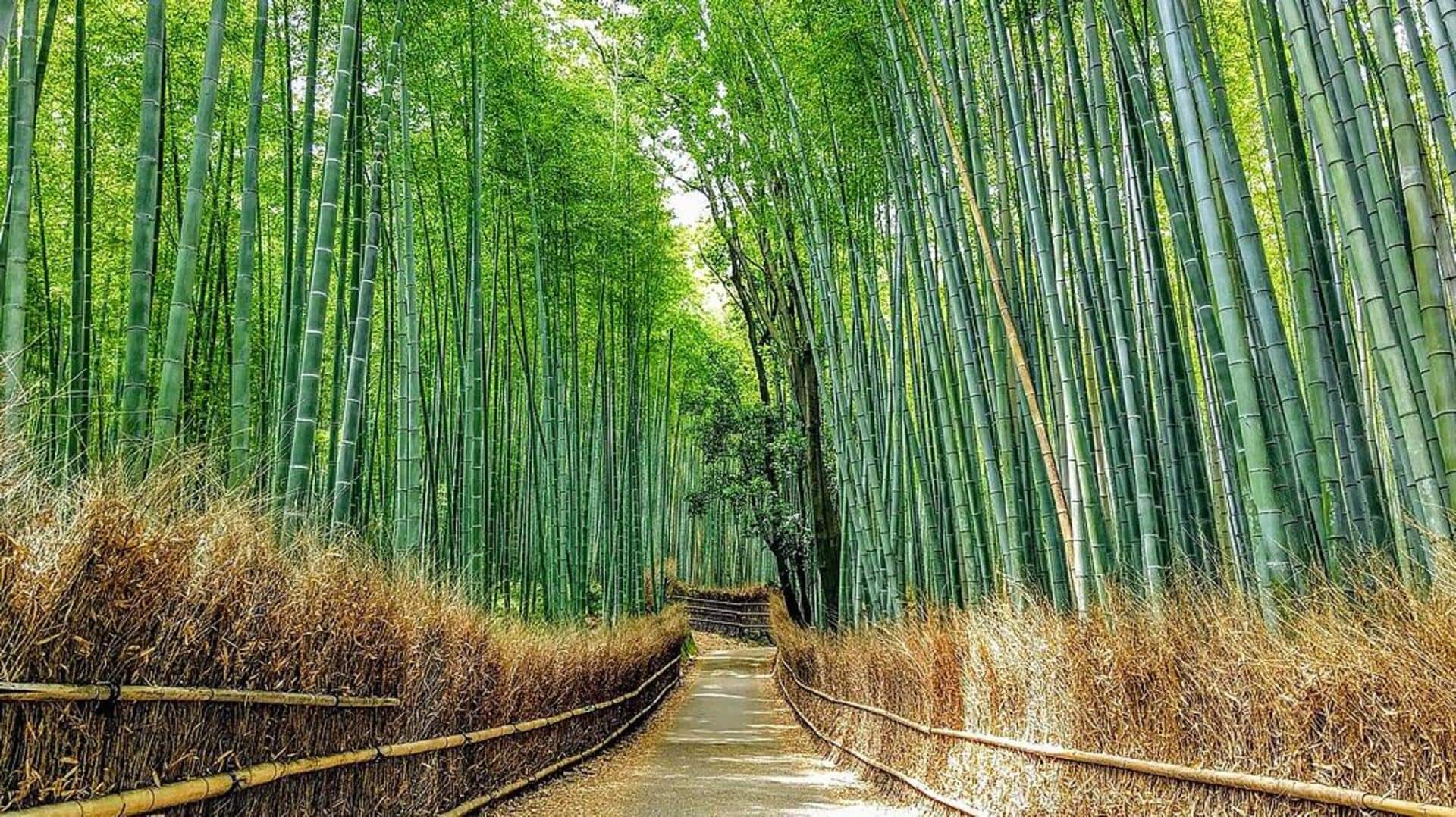 Menemukan Ketentraman di Hutan Bambu Kyoto Menemukan Ketentraman di Hutan Bambu Kyoto