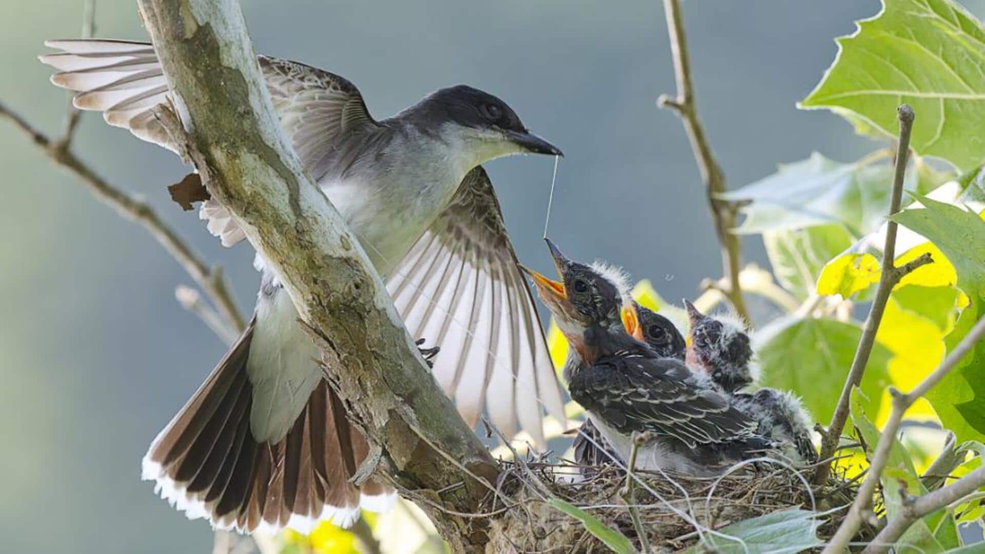 Rahasia Pengasuhan Burung Kingbird