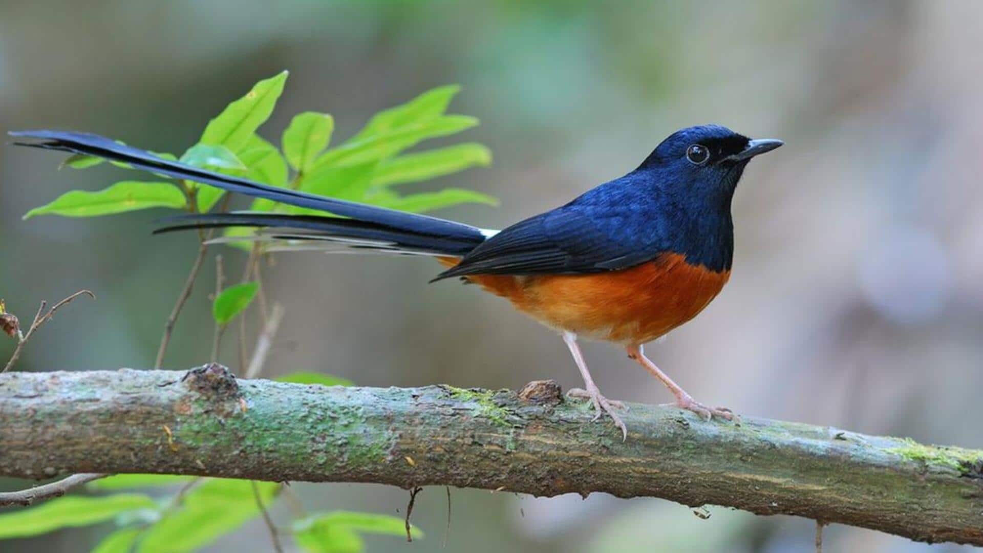 Memahami Kecerdasan Sosial dari Burung Murai