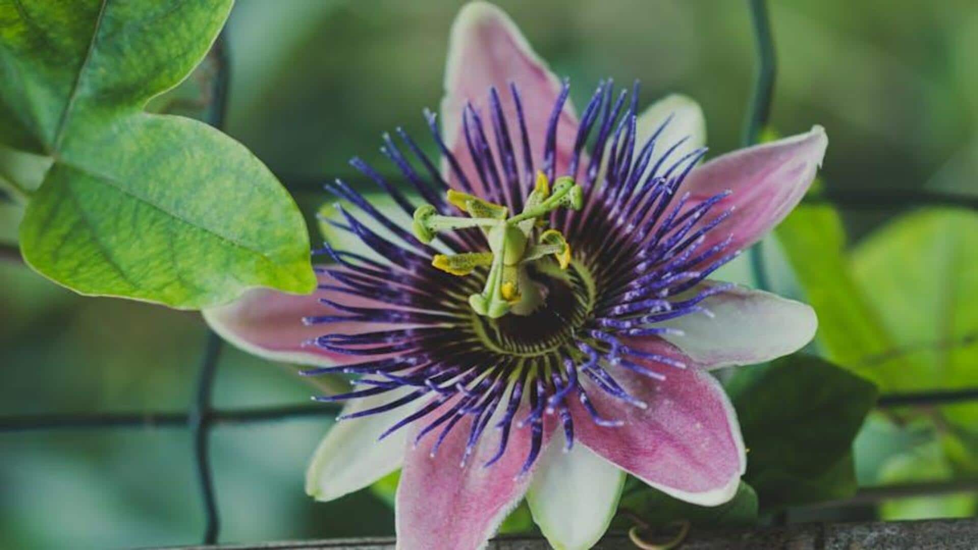 Cara Menanam Passion Flower di Tempat yang Kecil