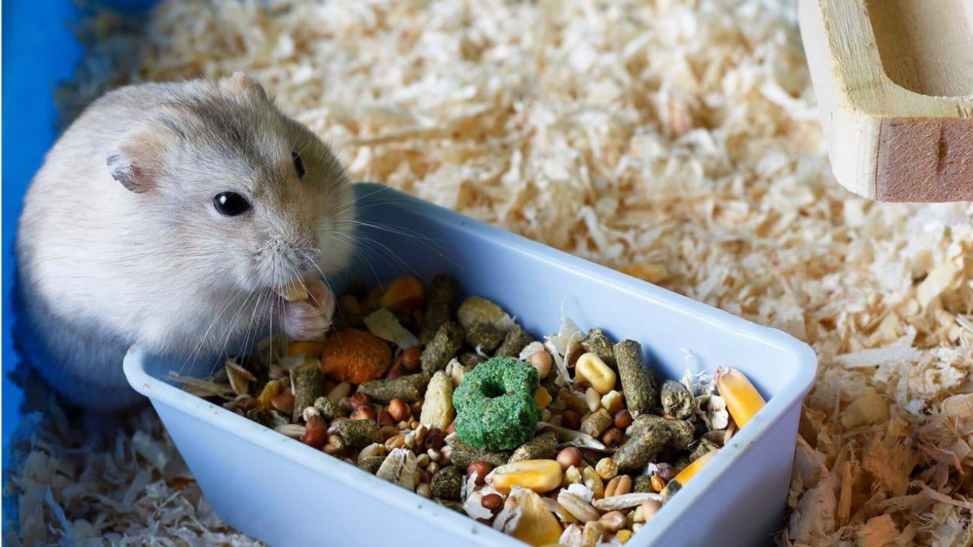 Memahami Kebiasaan Menimbun Makanan yang Dilakukan oleh Hamster Memahami Kebiasaan Menimbun Makanan yang Dilakukan oleh Hamster