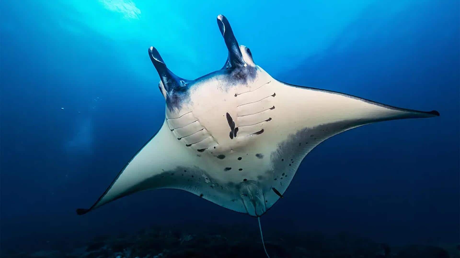 Mengungkap Perilaku dan Habitat Mobula Rays yang Jarang Diketahui Mengungkap Perilaku dan Habitat Mobula Rays yang Jarang Diketahui