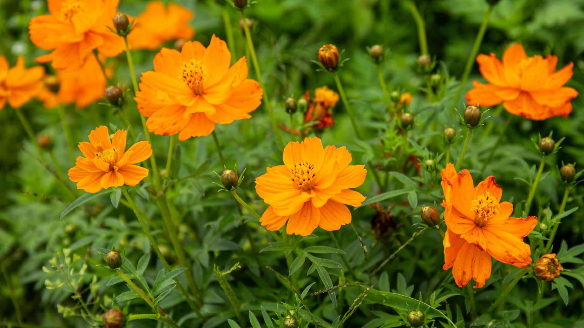 Lima cara inovatif menggunakan bunga jeruk kering di rumah