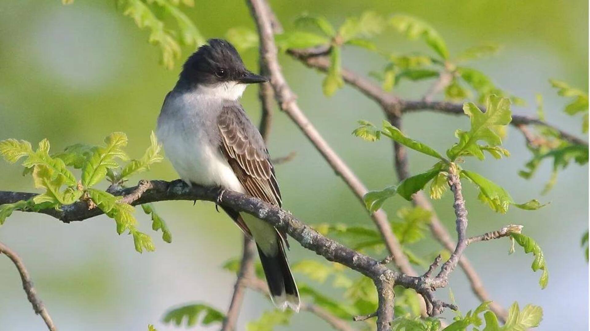 Mengenal Habitat dan Perilaku Burung Kingbird